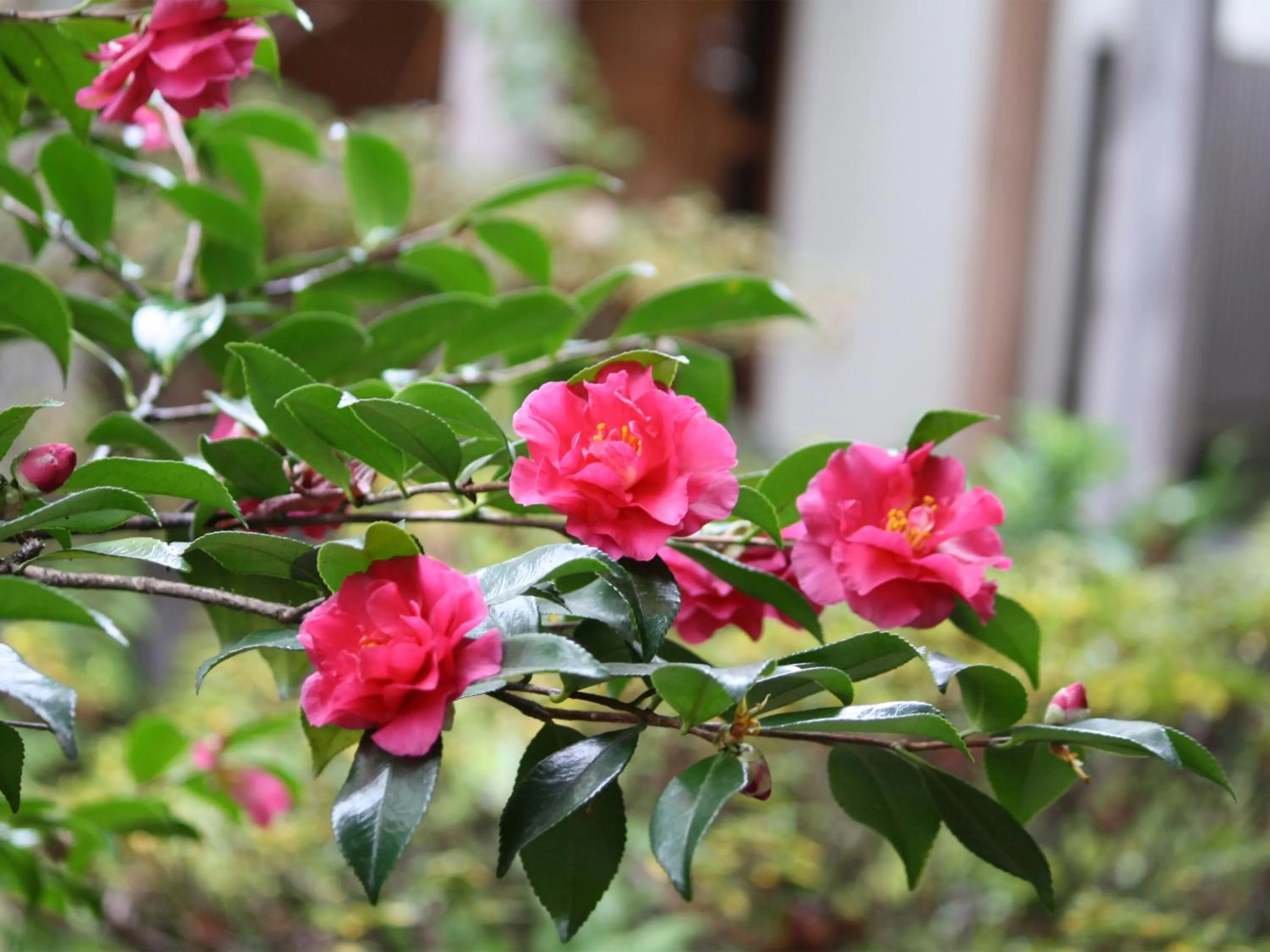 Garden in Yufuin Onsen Ryokan Hananomai