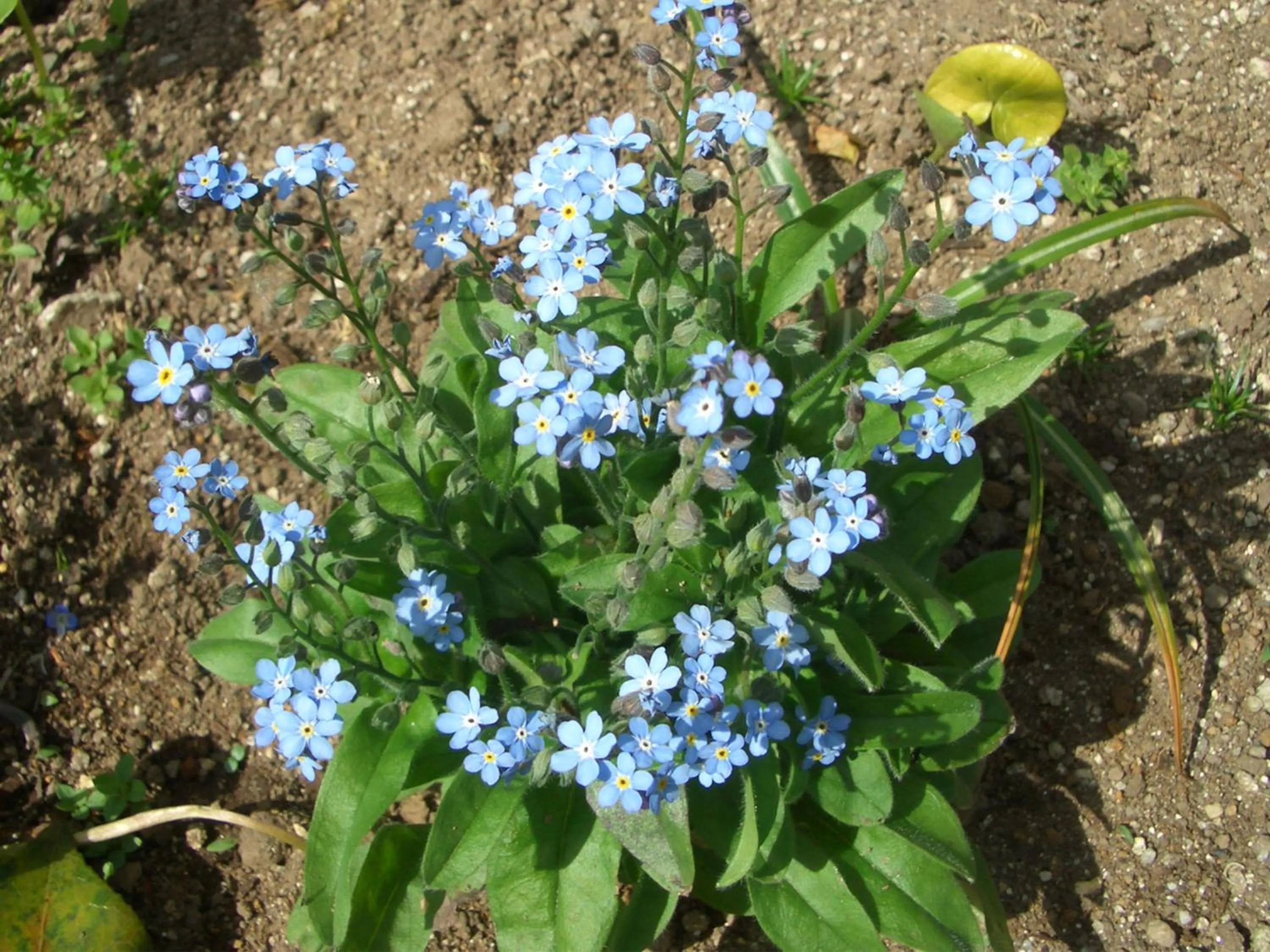 Garden in Yufuin Onsen Ryokan Hananomai