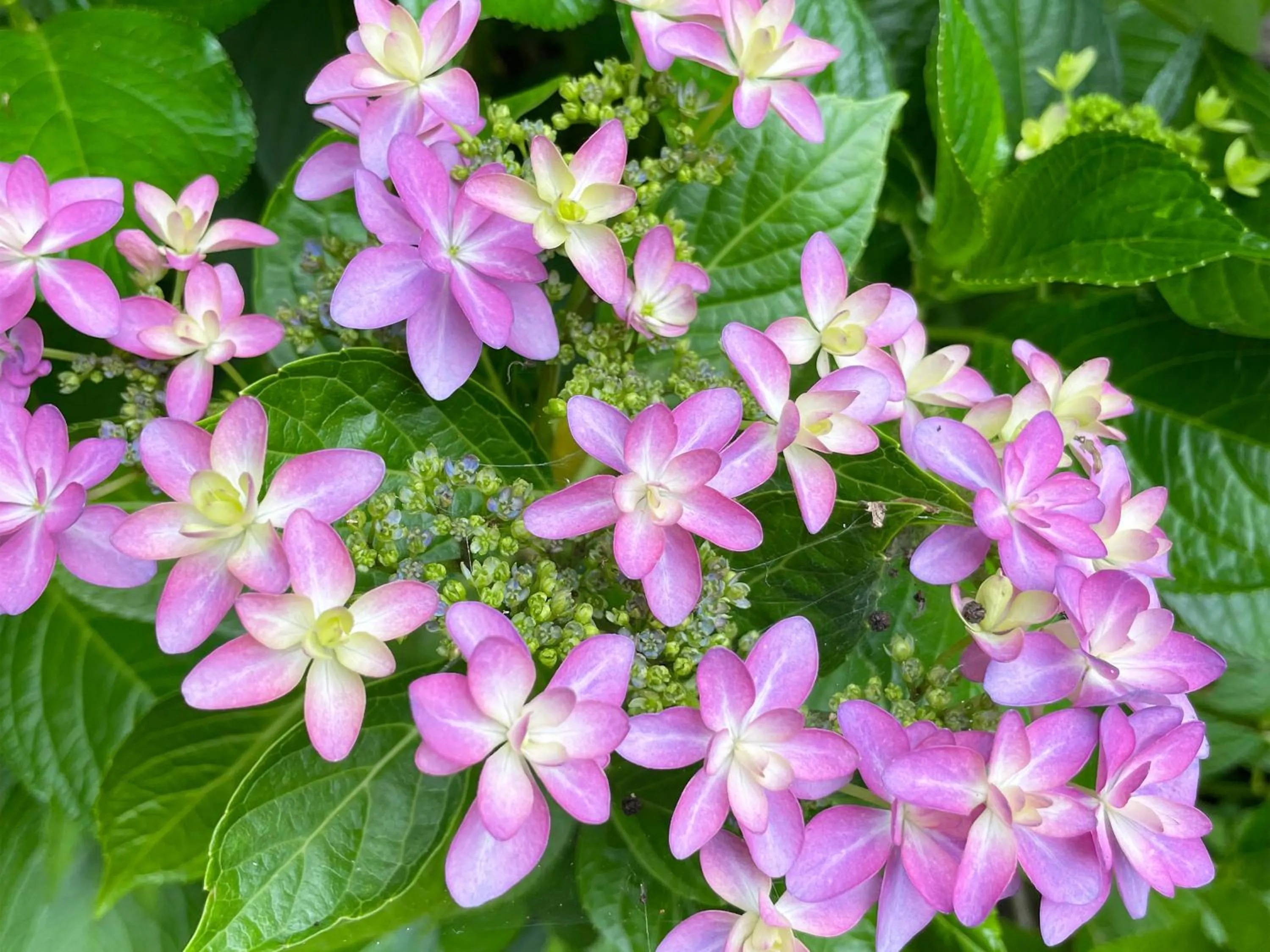 On site in Yufuin Onsen Ryokan Hananomai