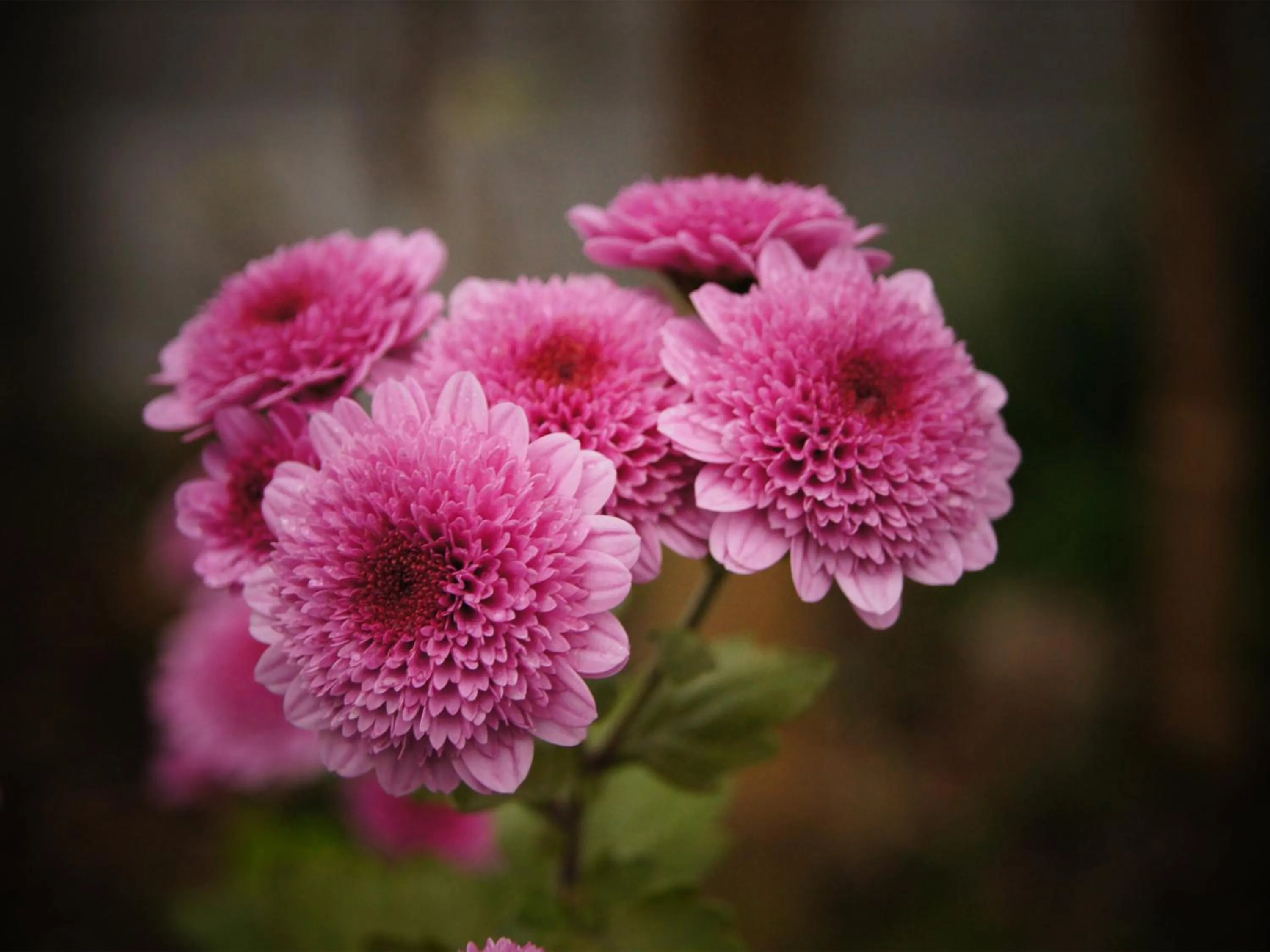 Garden in Yufuin Onsen Ryokan Hananomai