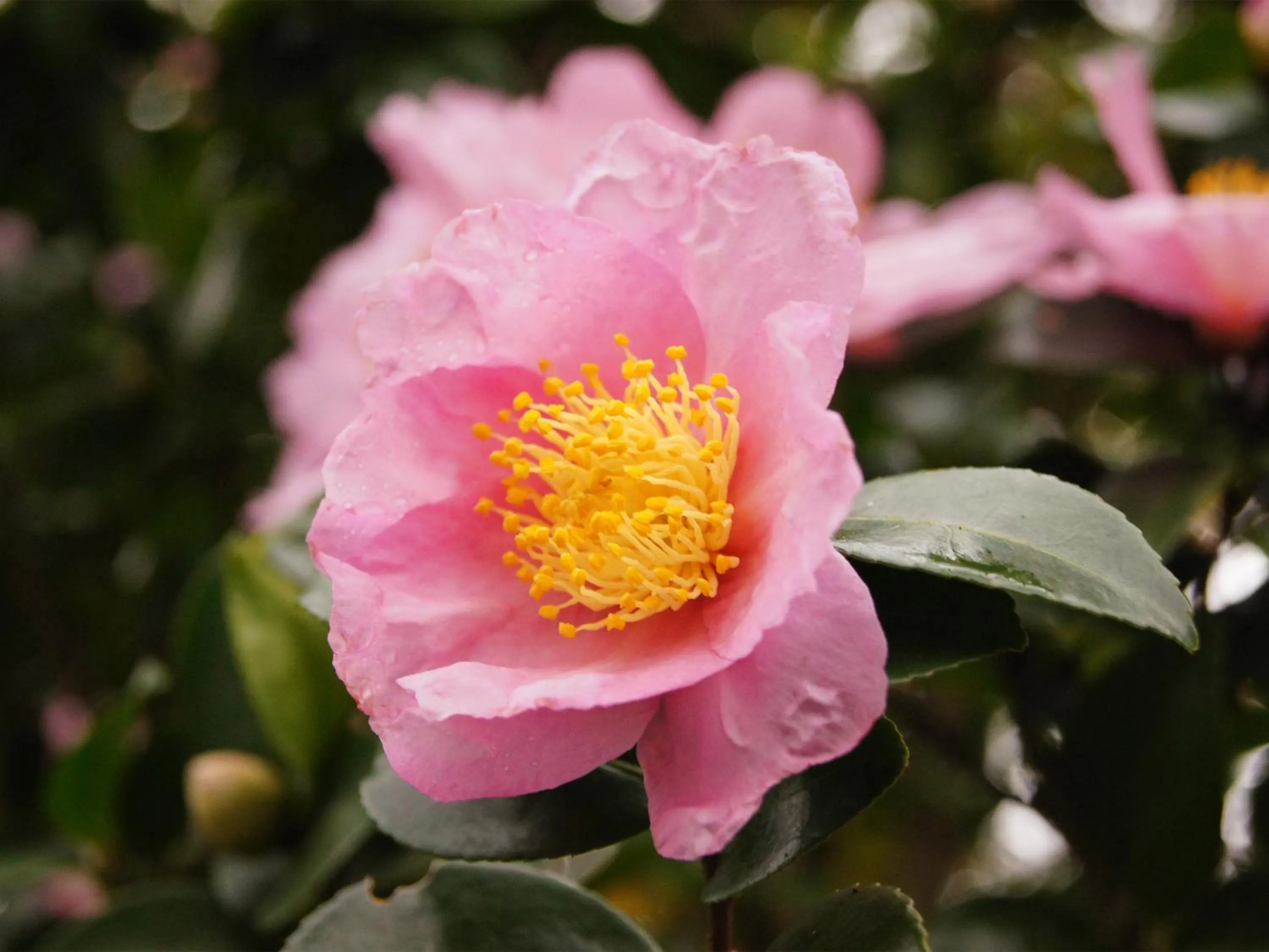 Garden in Yufuin Onsen Ryokan Hananomai