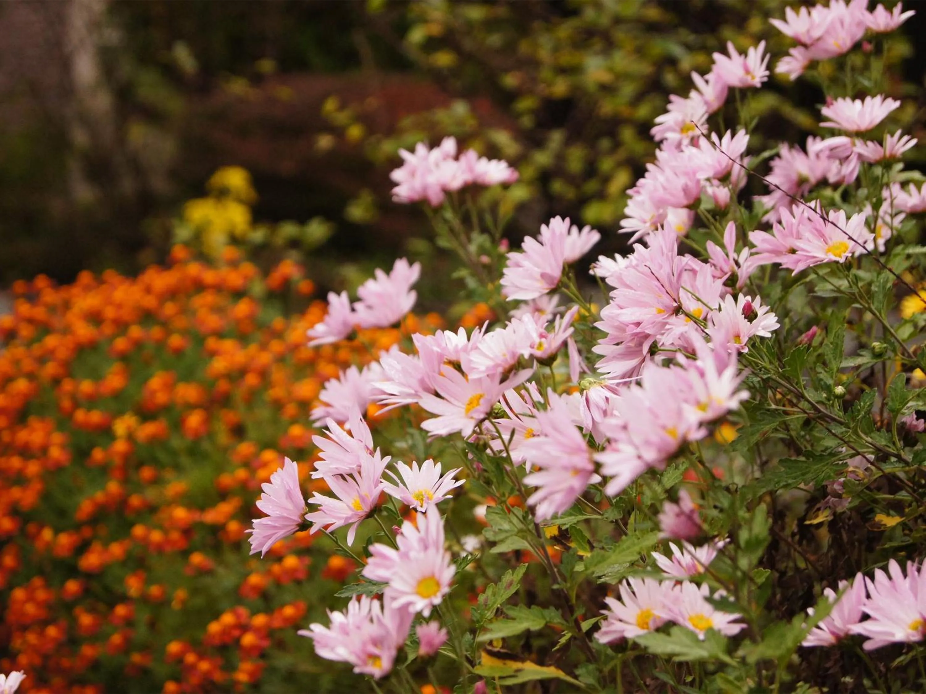 Garden in Yufuin Onsen Ryokan Hananomai