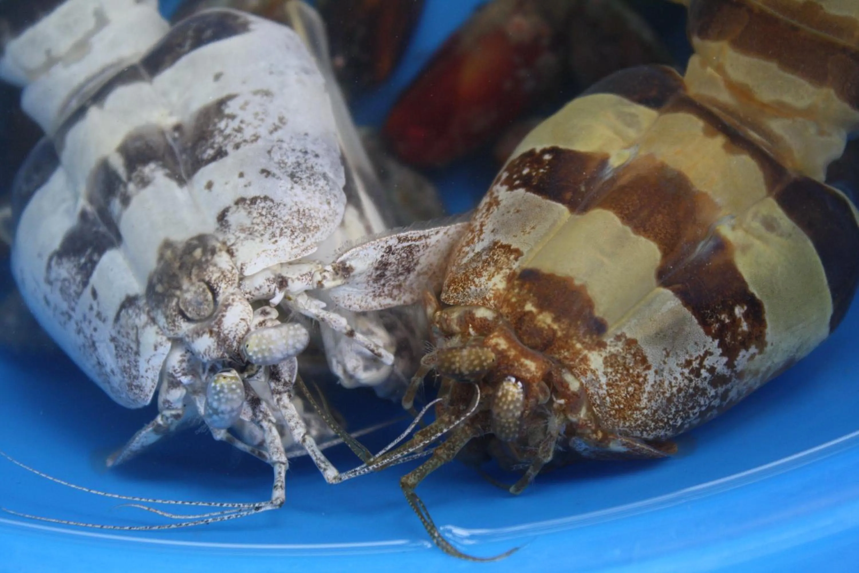 Other in Liwayway sa Bohol Pamilacan Resort