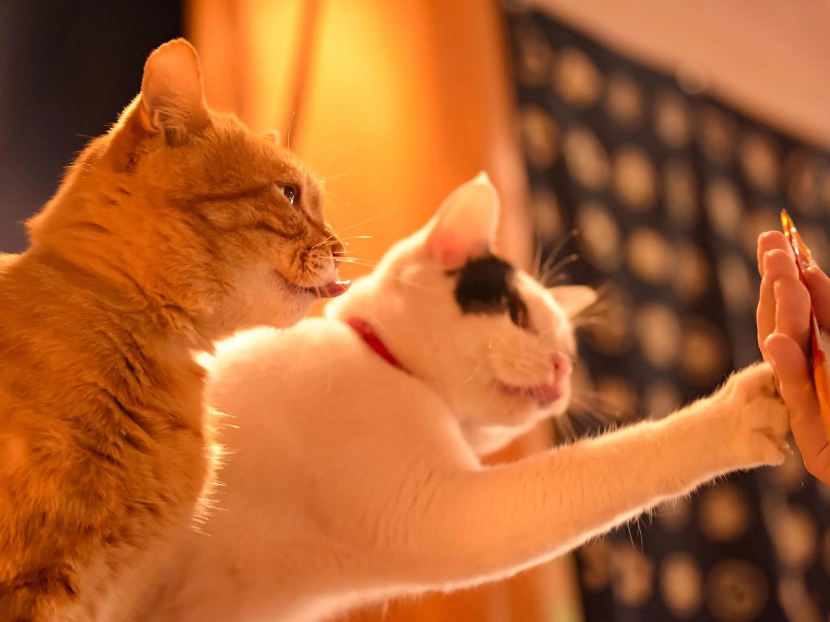 Area and facilities in Hozanso Beppu