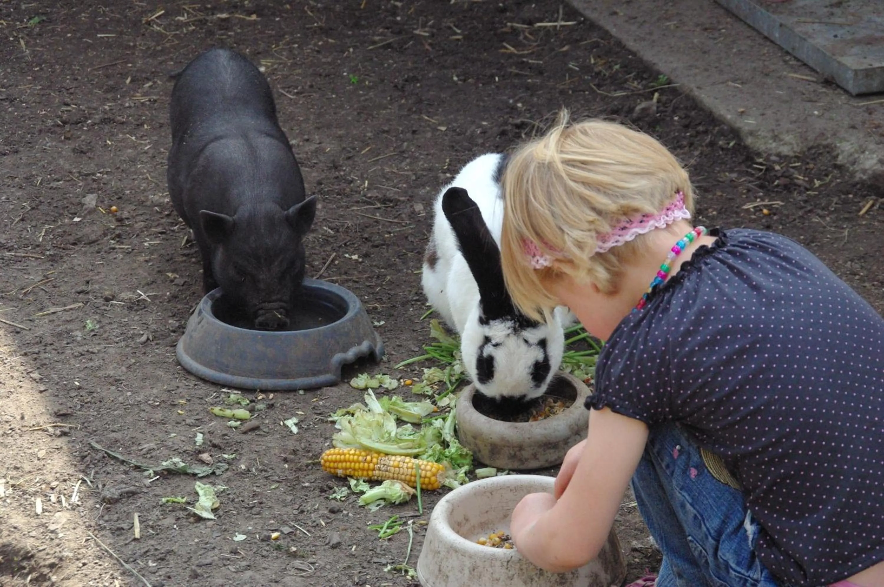 Animals in Landhotel Heidekrug
