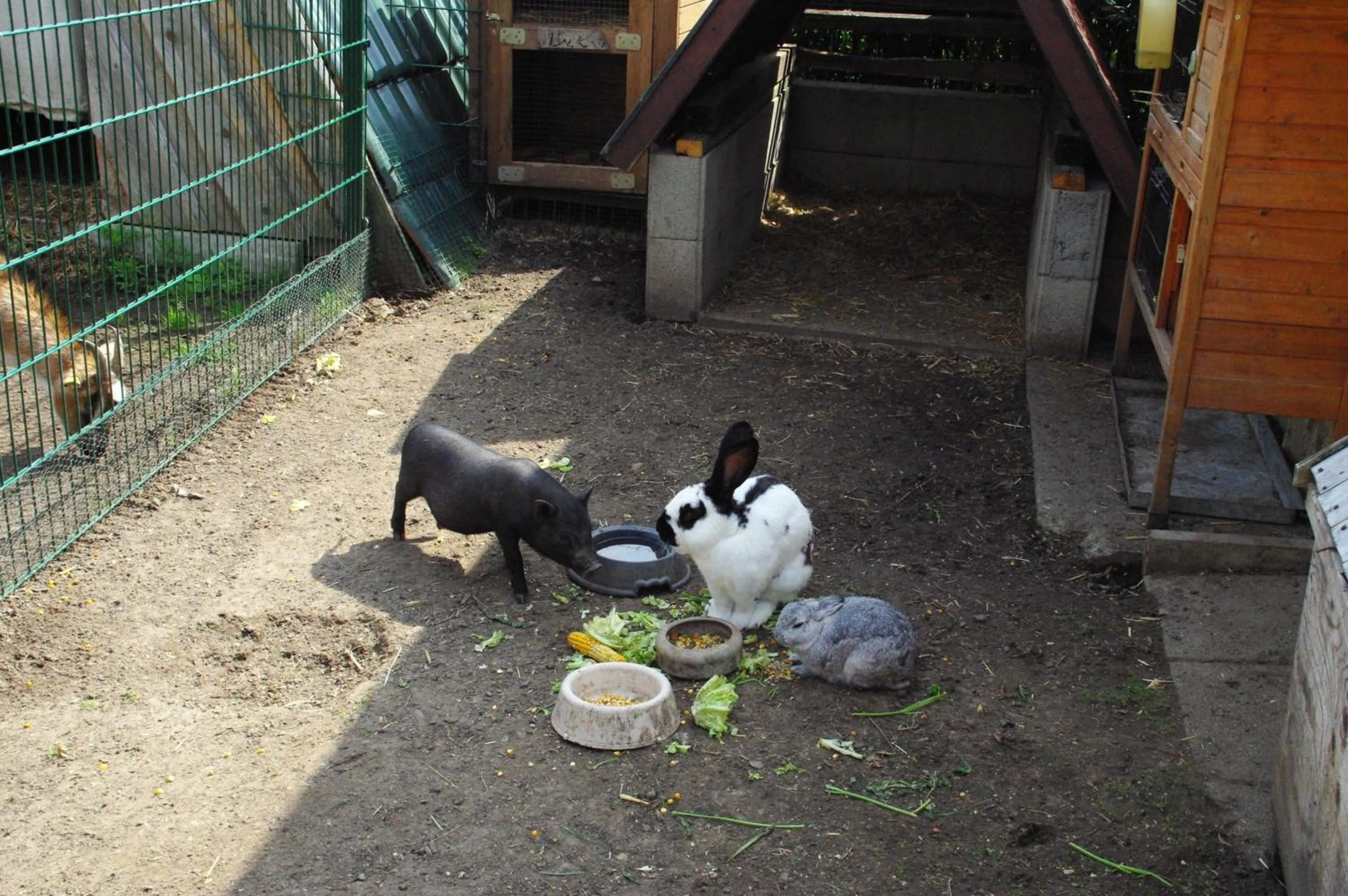 Animals in Landhotel Heidekrug