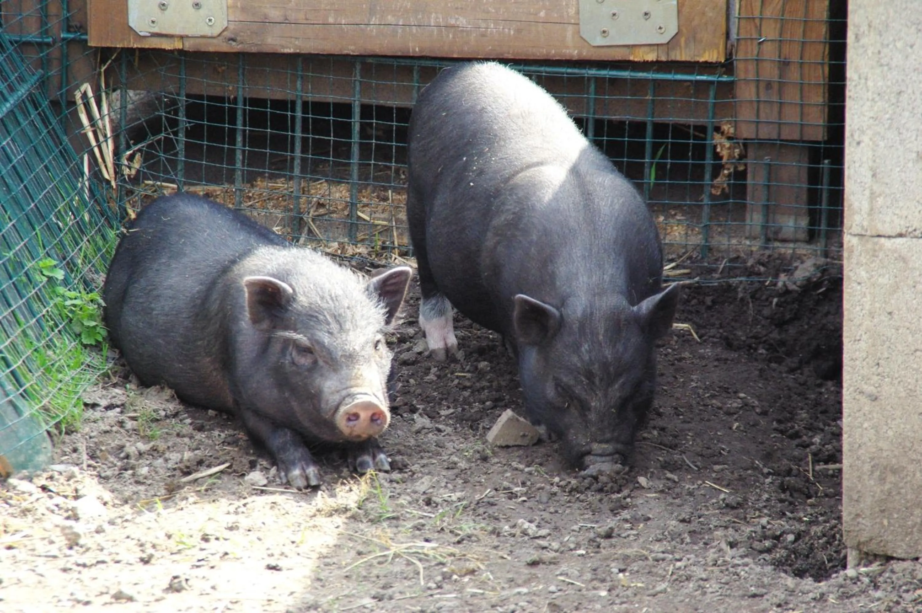 Animals in Landhotel Heidekrug
