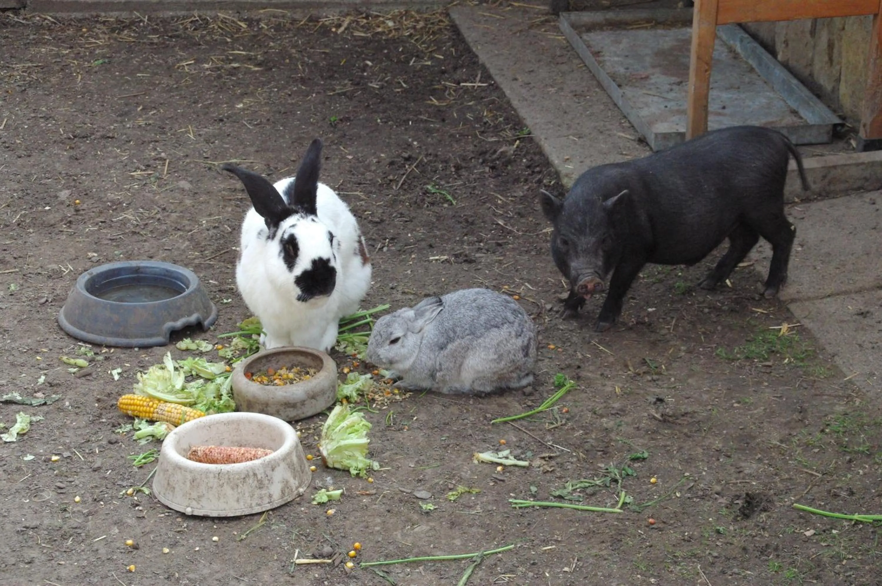 Animals in Landhotel Heidekrug