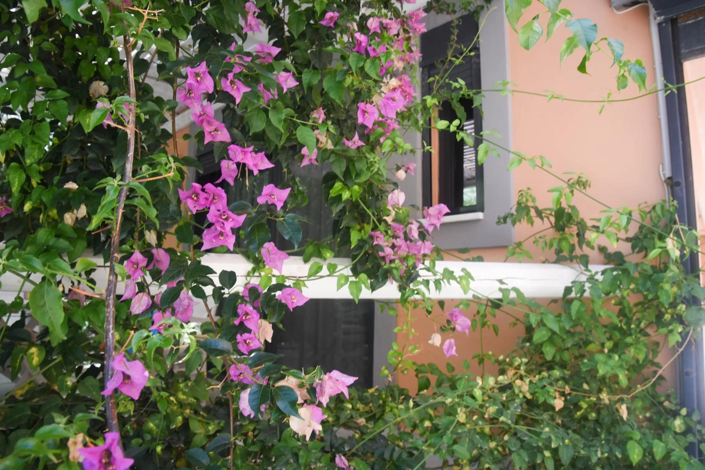 Garden in Alissachni Luxury Apartments