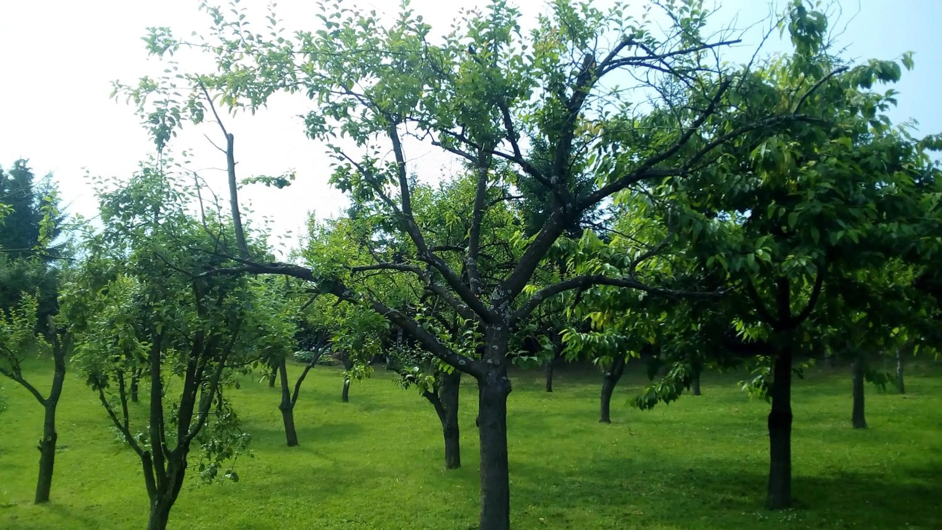 Garden in Resort Čokori