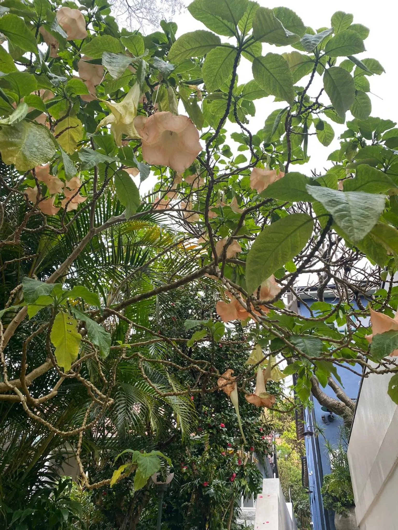 Garden view in Bondi Beach House