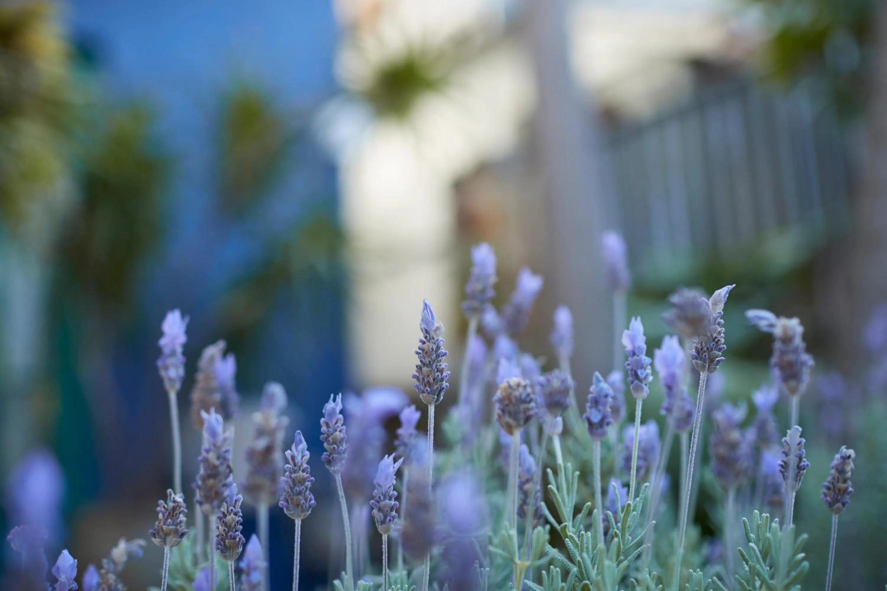 Facade/entrance in Bondi Beach House