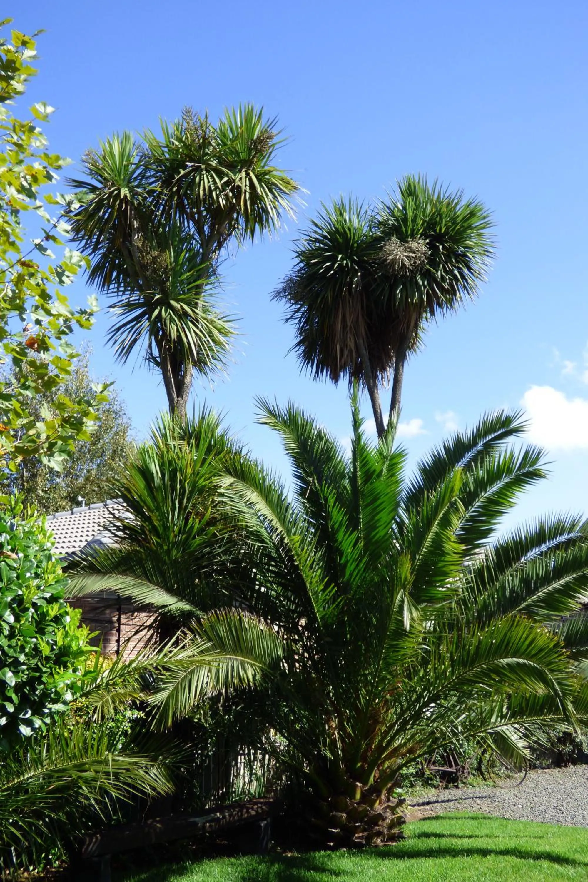 Garden in Pennylane Guest House