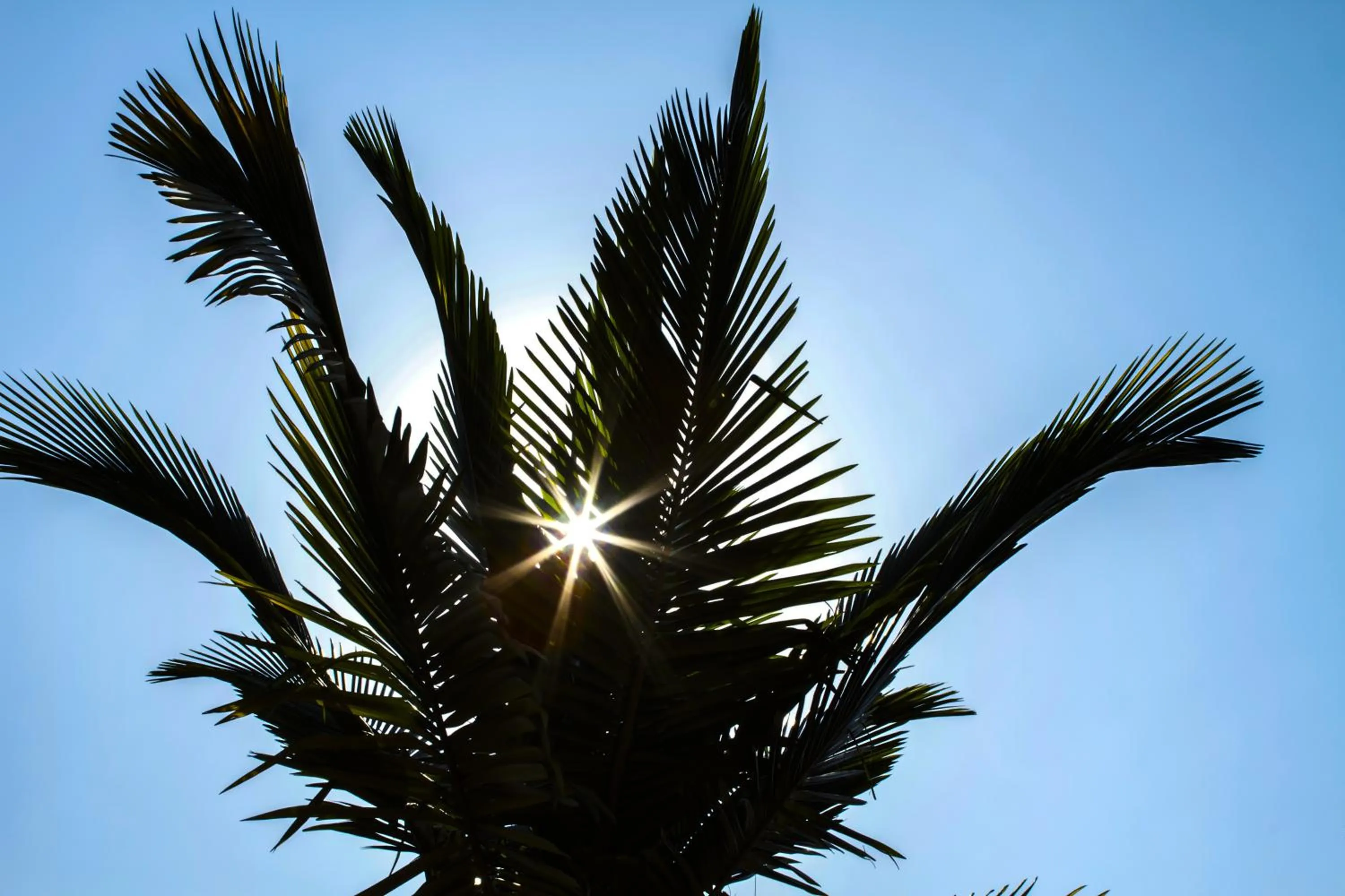 Garden in Olive Gardens Hotel Kampala