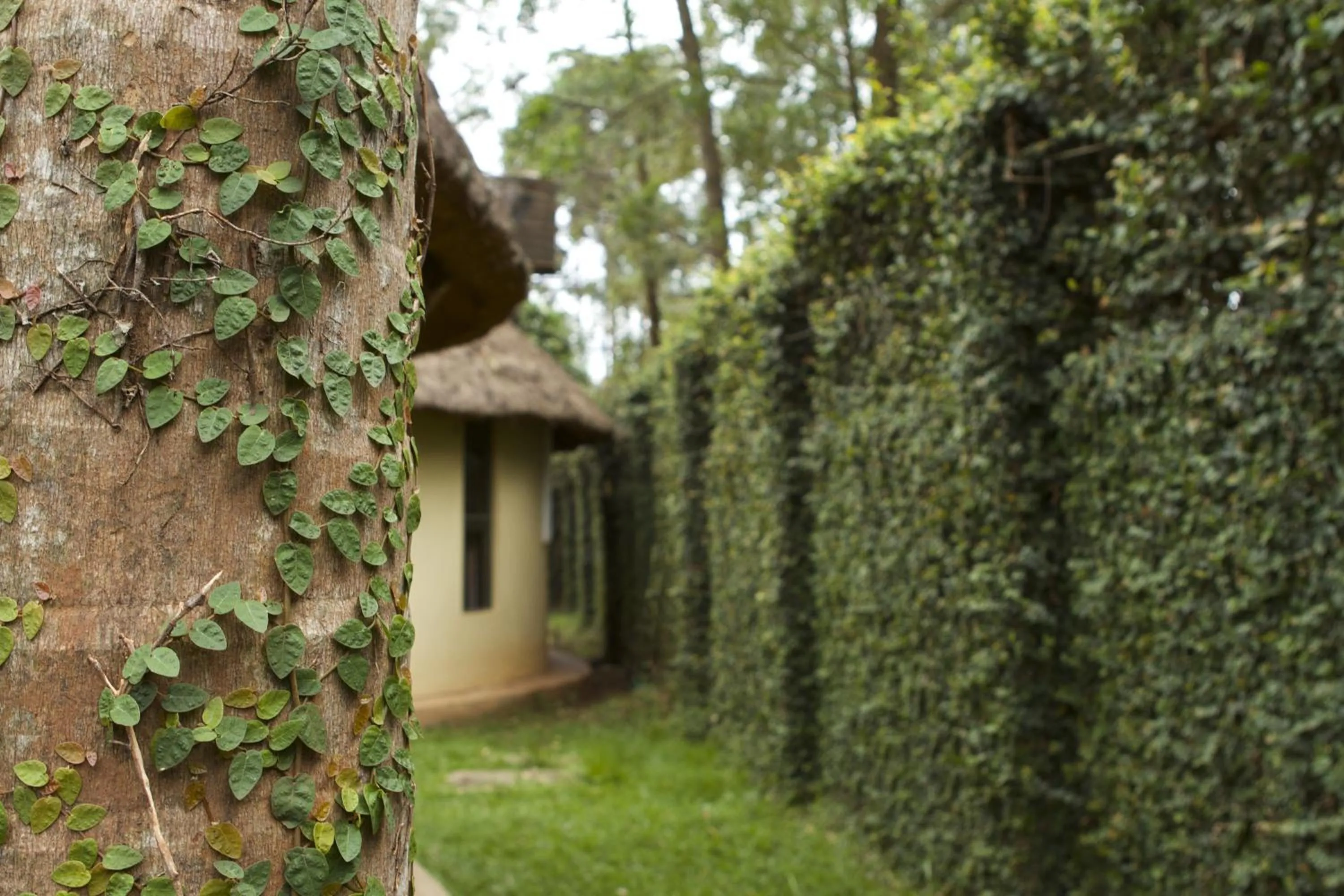 Garden in Olive Gardens Hotel Kampala