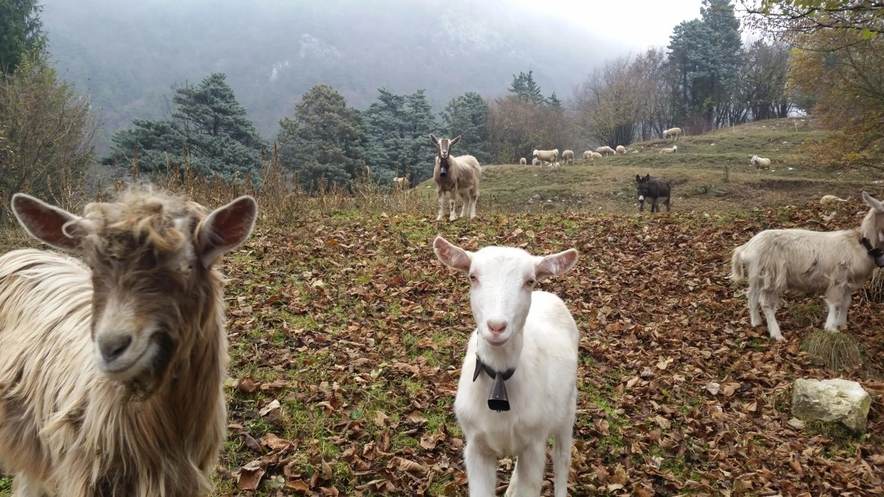 Animals in Chalet La Nos