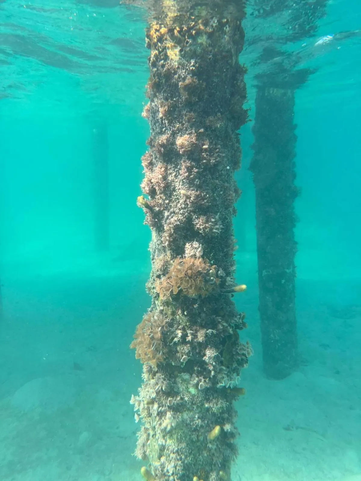 Blue Marlin Beach Resort