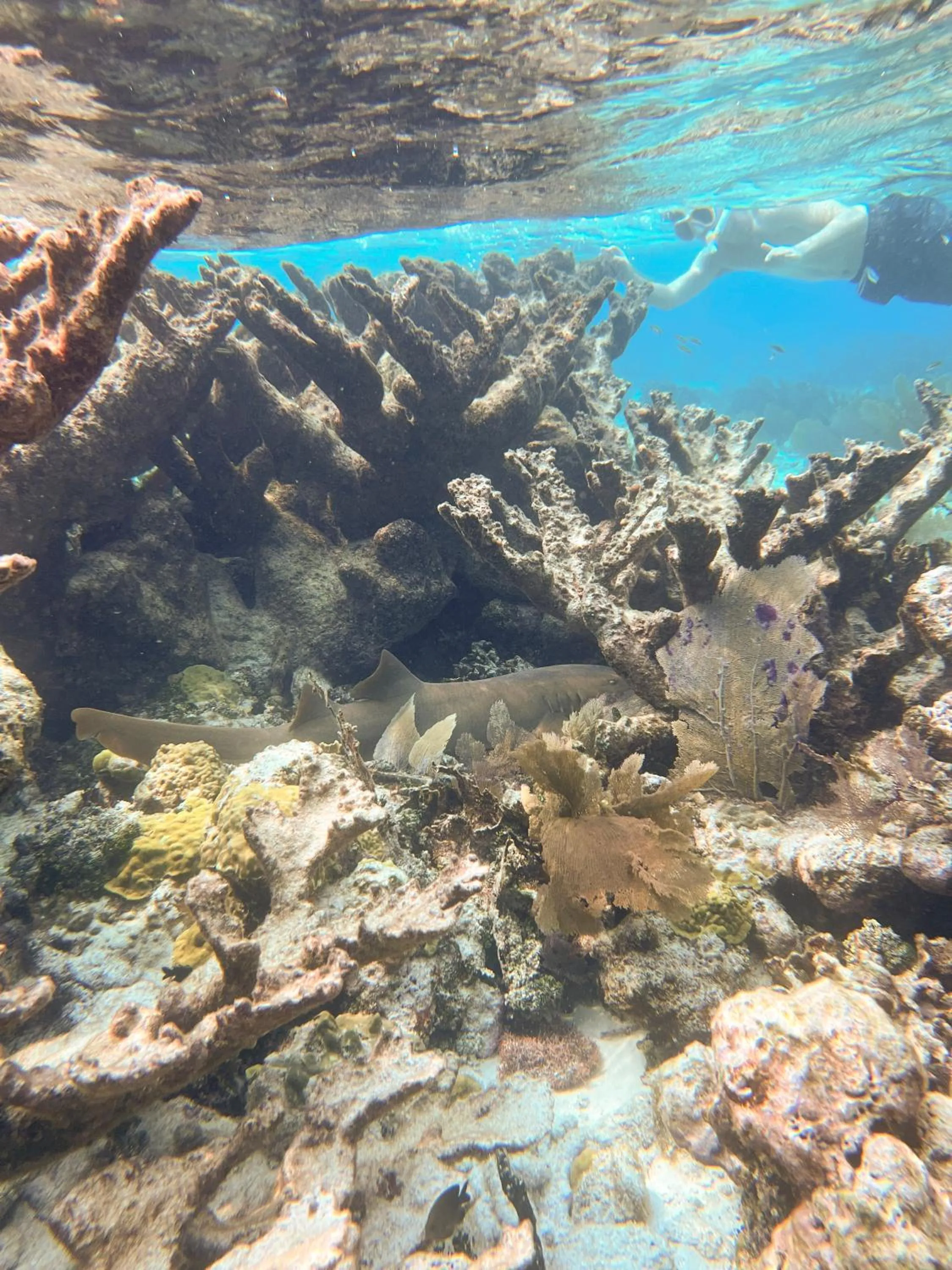 Blue Marlin Beach Resort