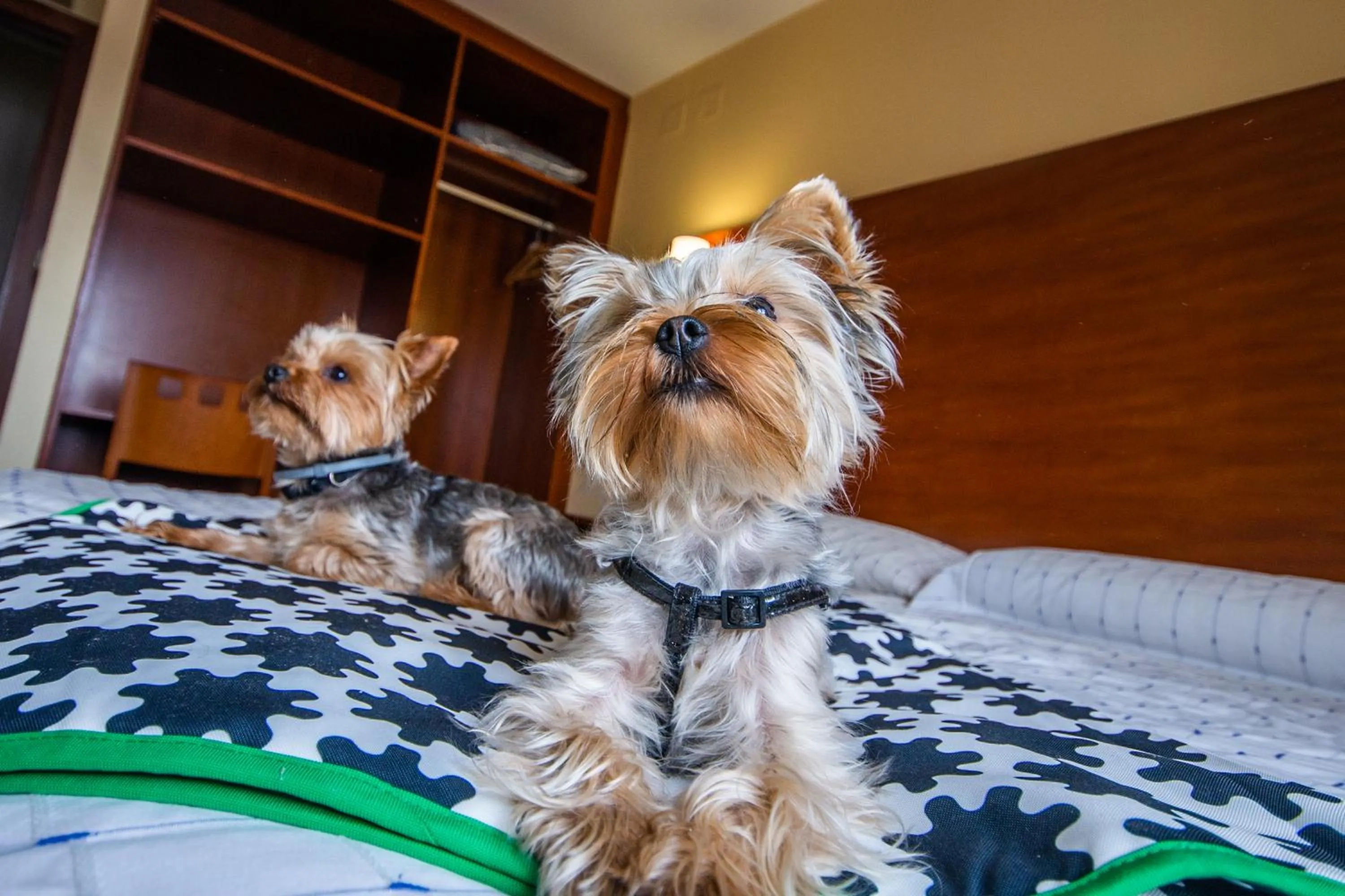 Pets in Pension Viella Asturias