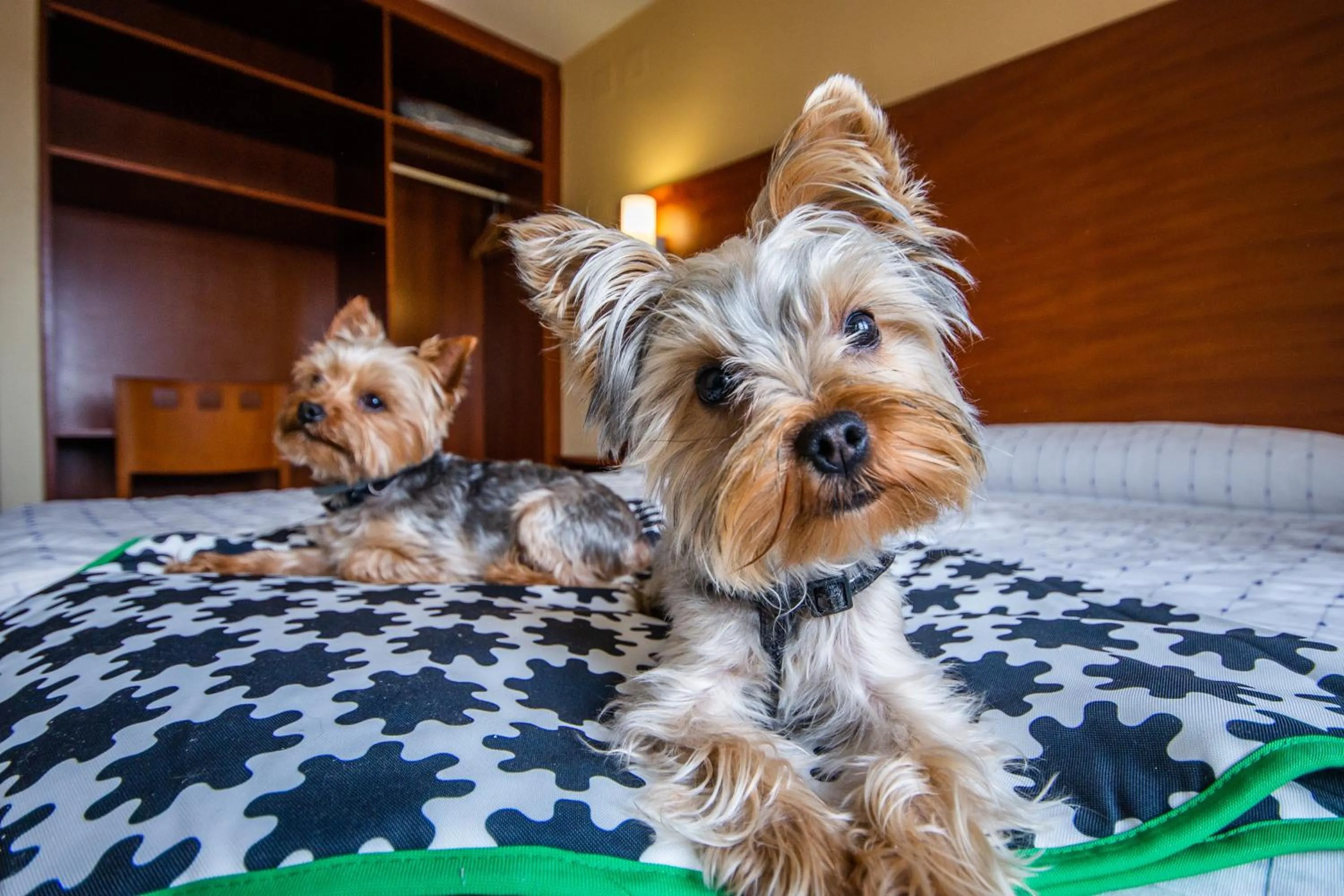 Pets in Pension Viella Asturias