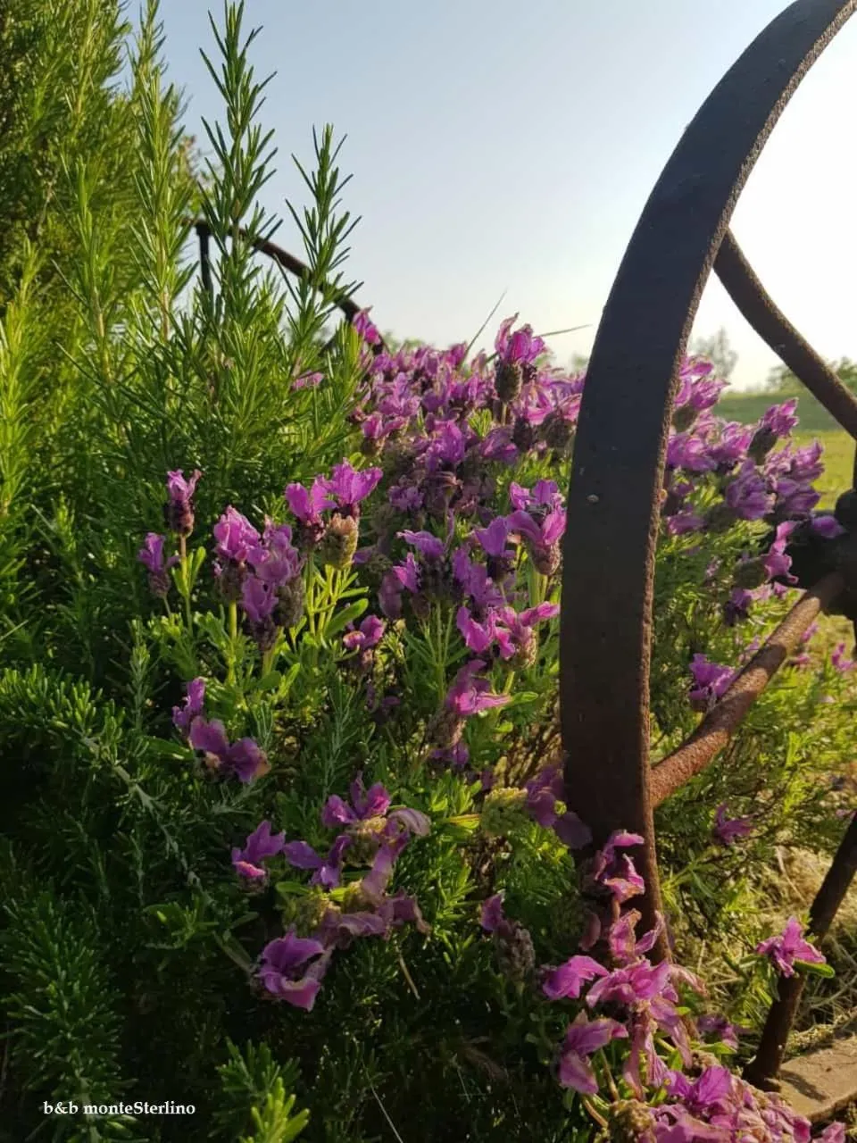 Bed & Breakfast Montesterlino