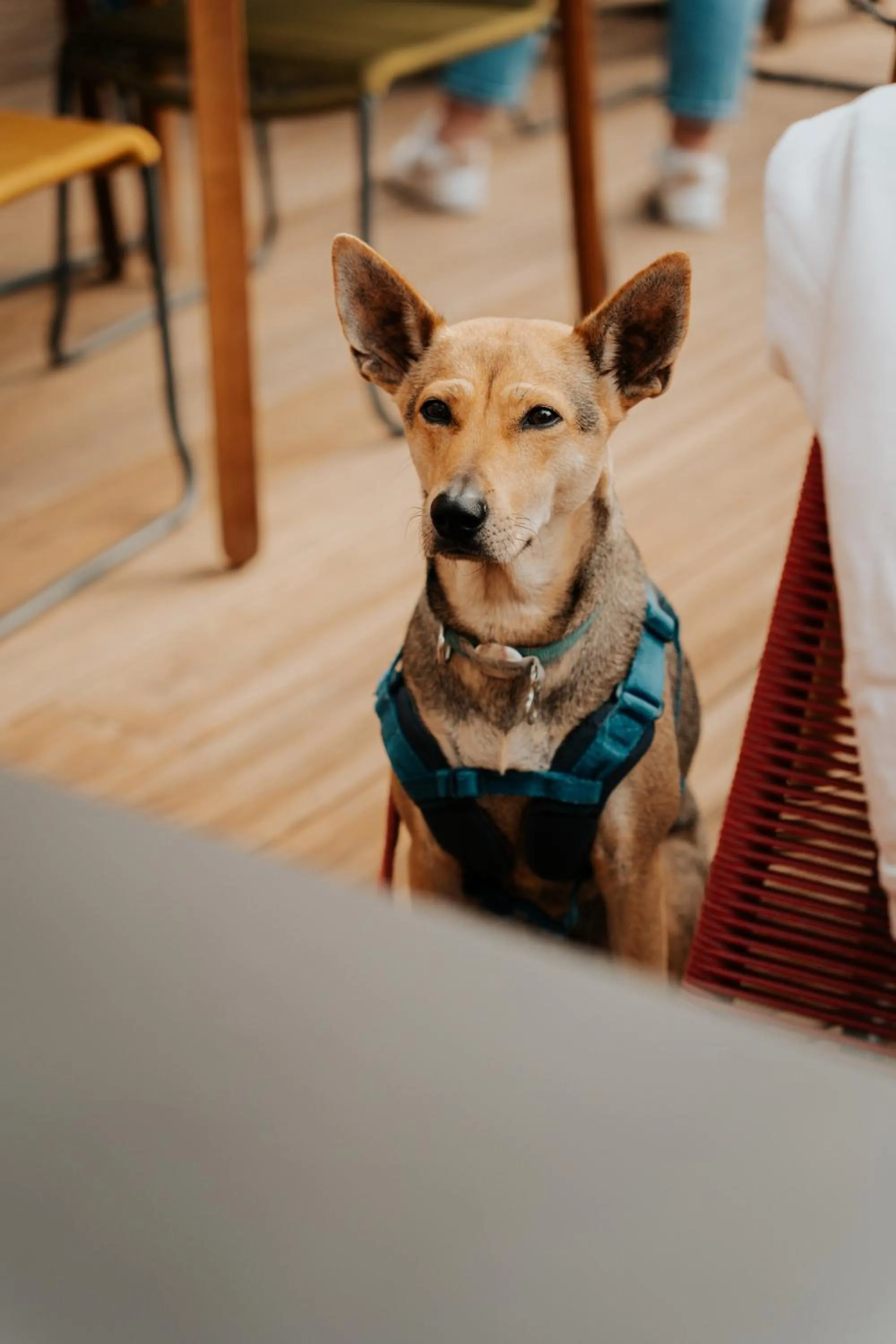 pet friendly in Kaze Océan, The Originals Relais