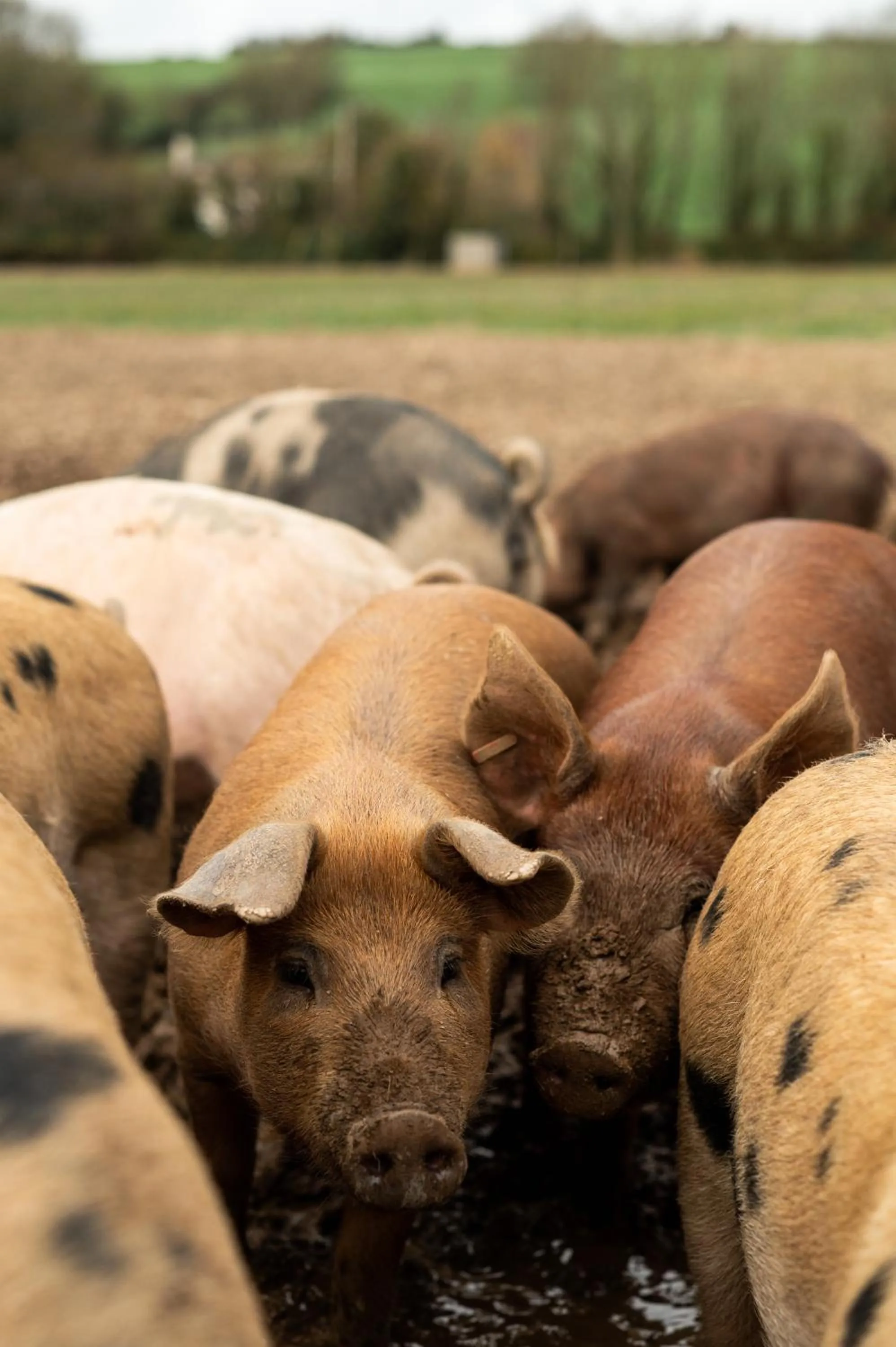 Food in Ballymaloe House Hotel