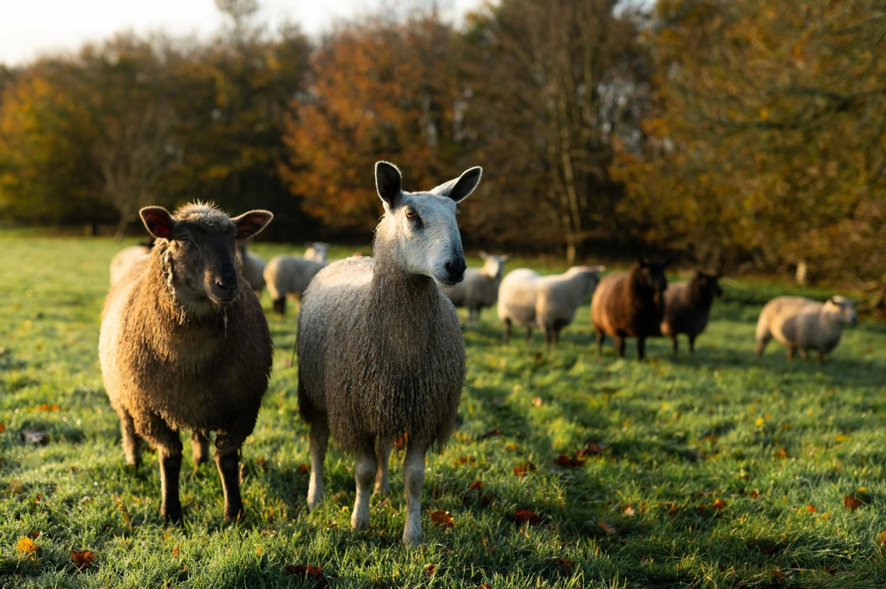 View (from property/room) in Ballymaloe House Hotel