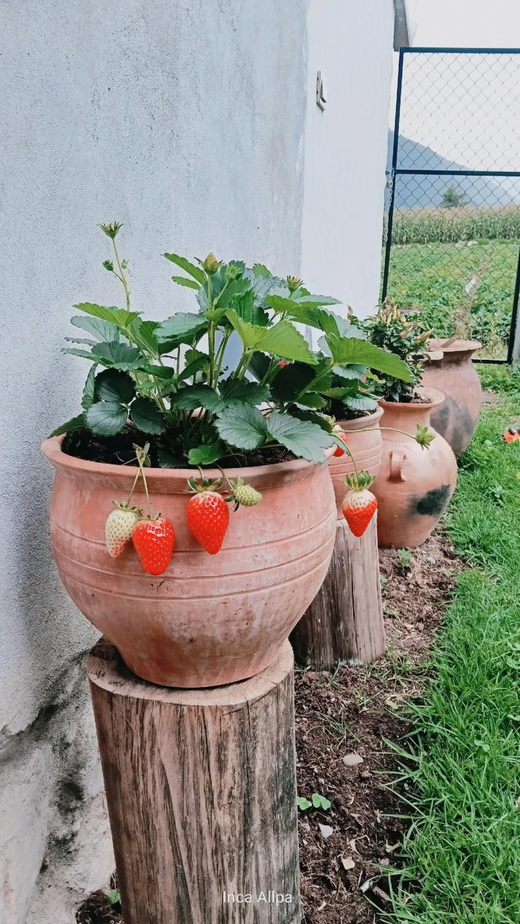 Garden in Hotel and Country House Valle Sagrado de los Incas