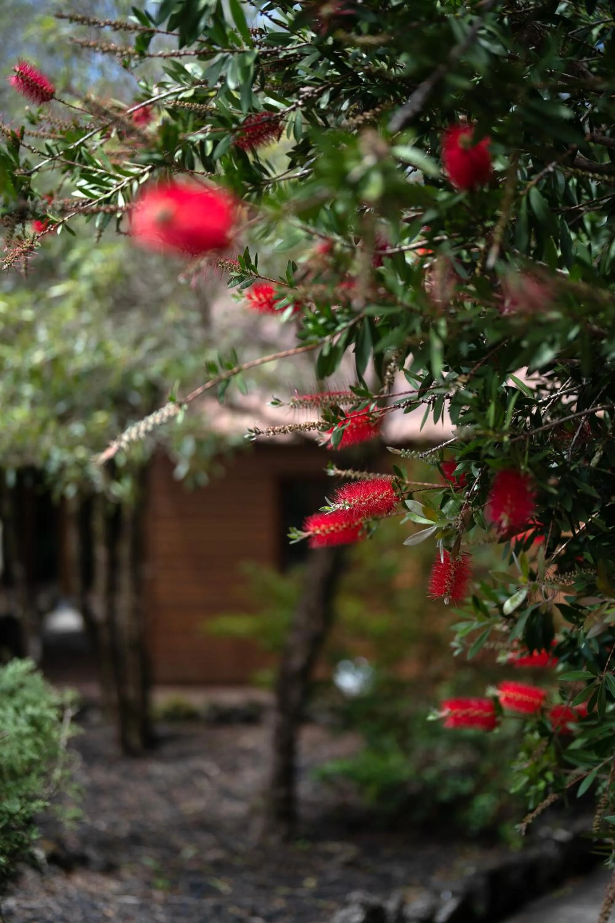 Natural landscape in Alma do Pico - Nature Residence