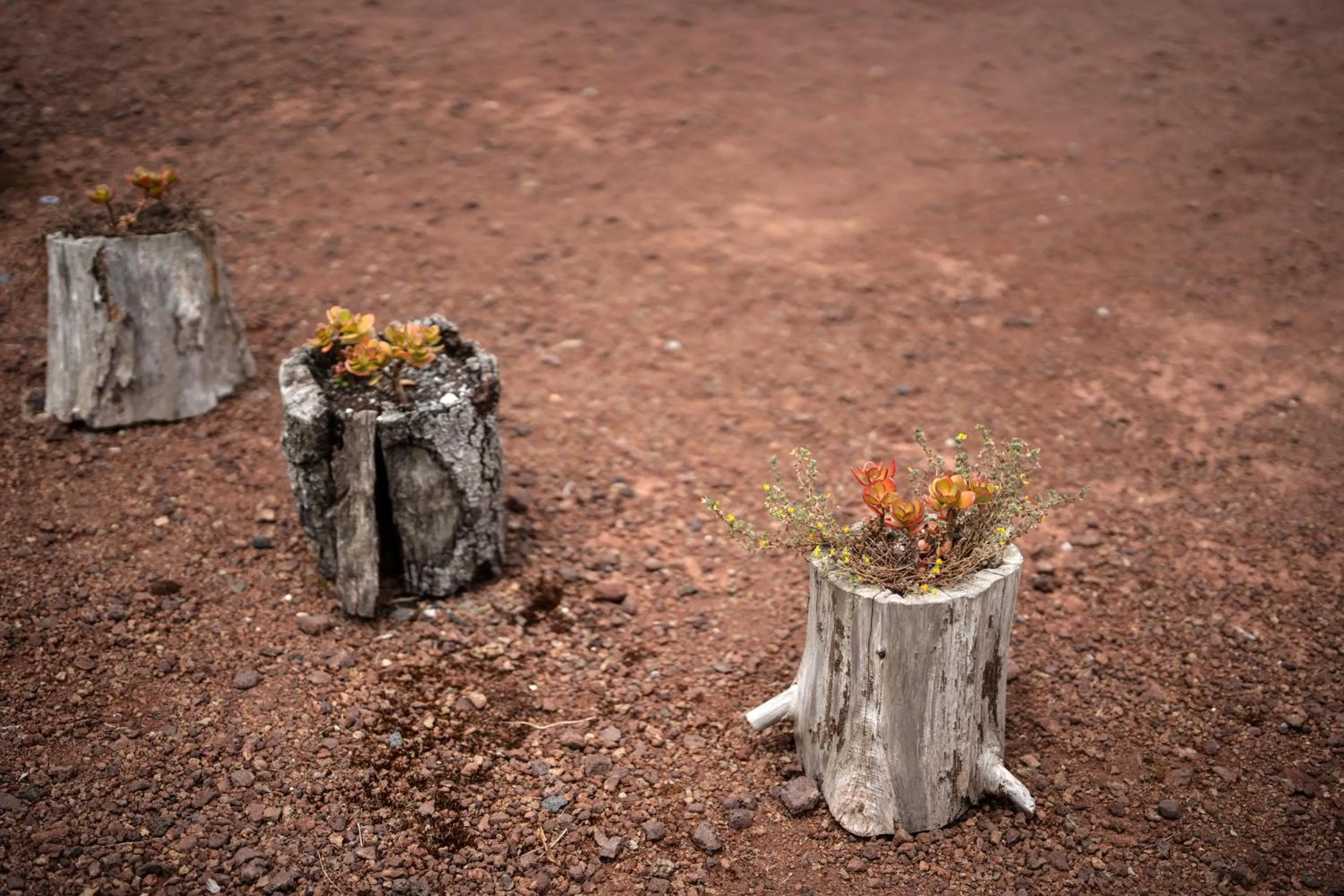 Natural landscape in Alma do Pico - Nature Residence
