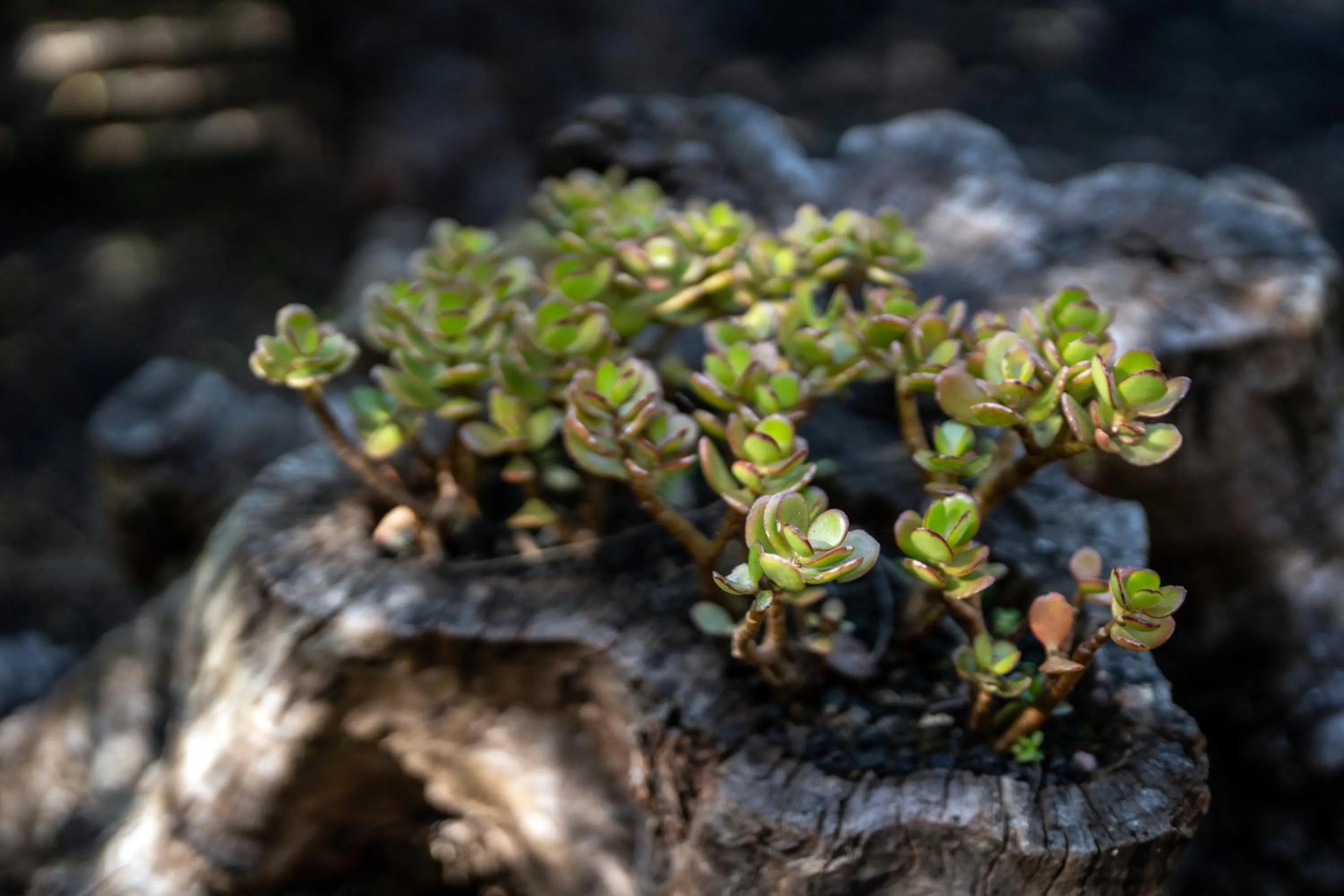 Natural landscape in Alma do Pico - Nature Residence
