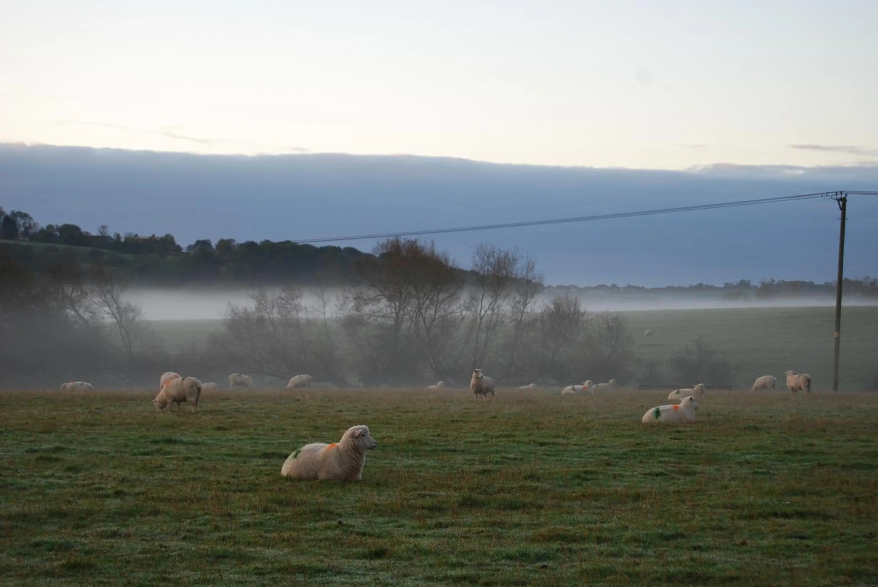 Animals in Hare & Hounds Bed & Breakfast