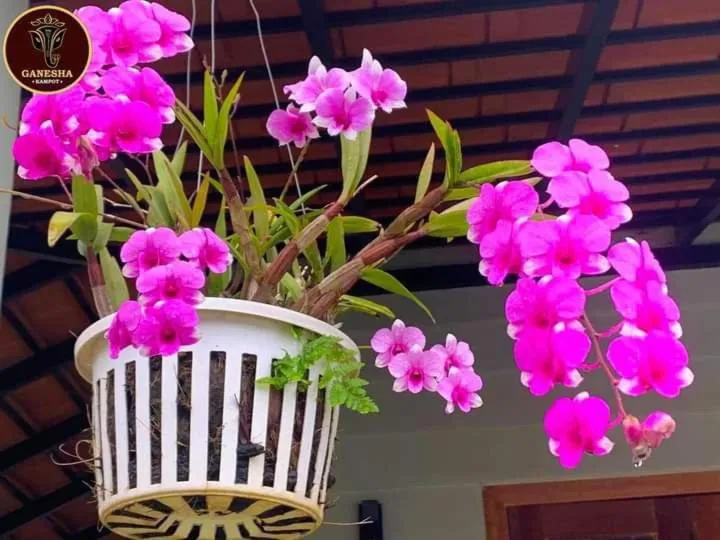 Ganesha Kampot Resort