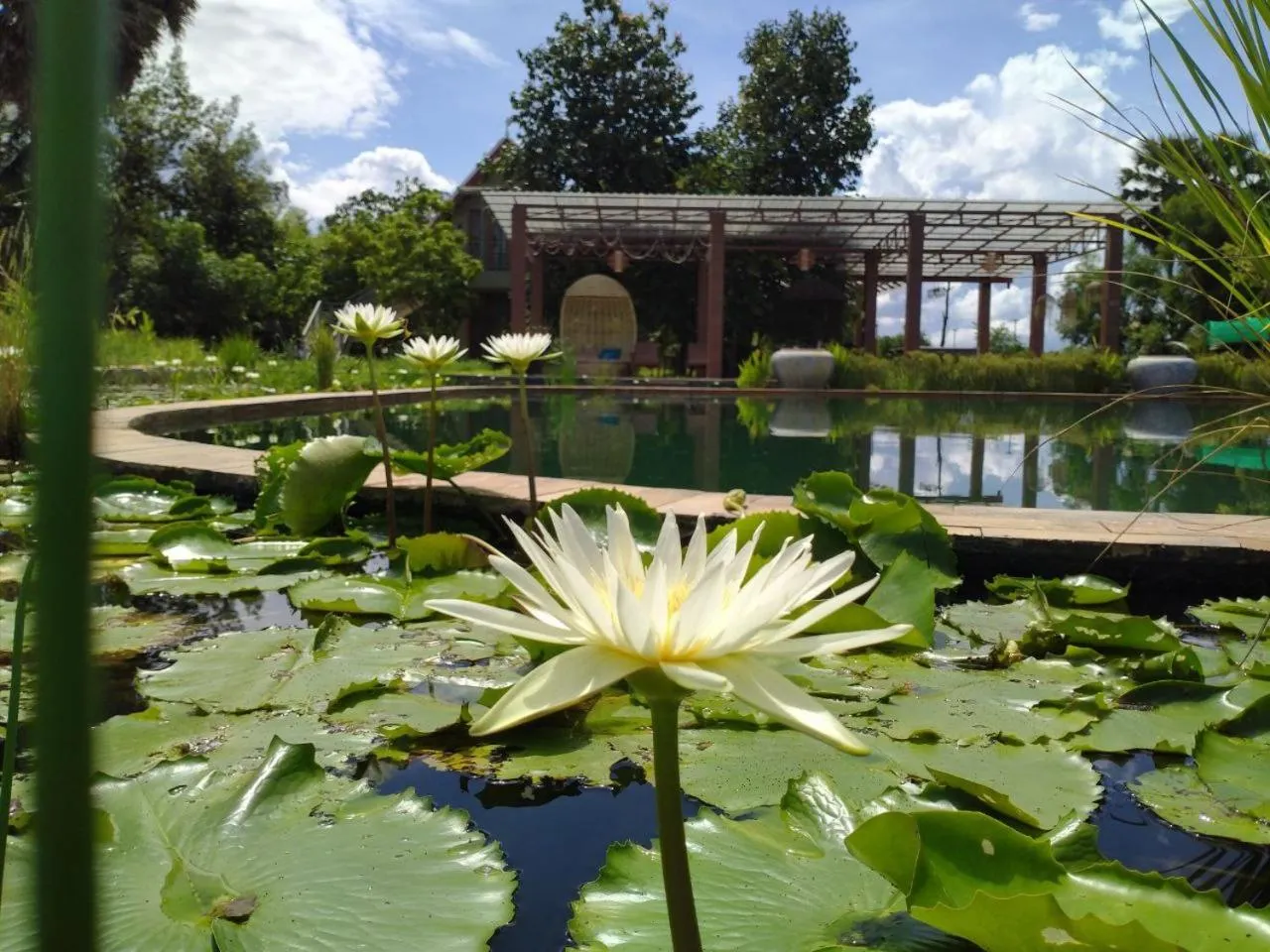 Pool view in Ganesha Kampot Resort