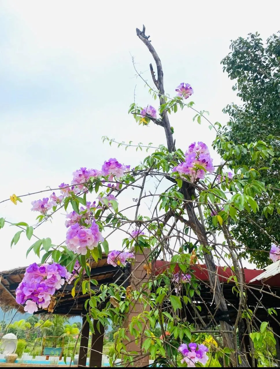 Ganesha Kampot Resort