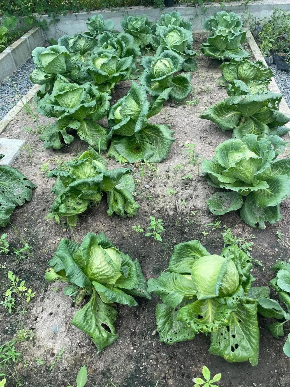 Ganesha Kampot Resort