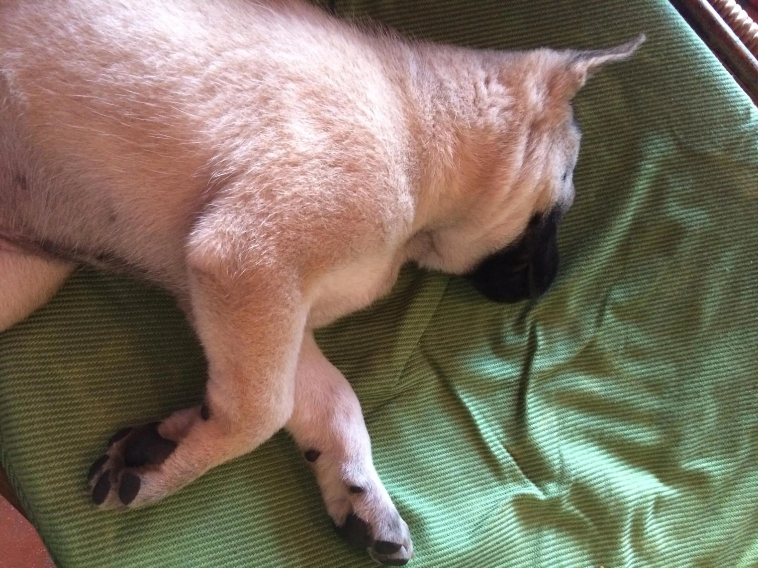 Other in White Rose Guesthouse