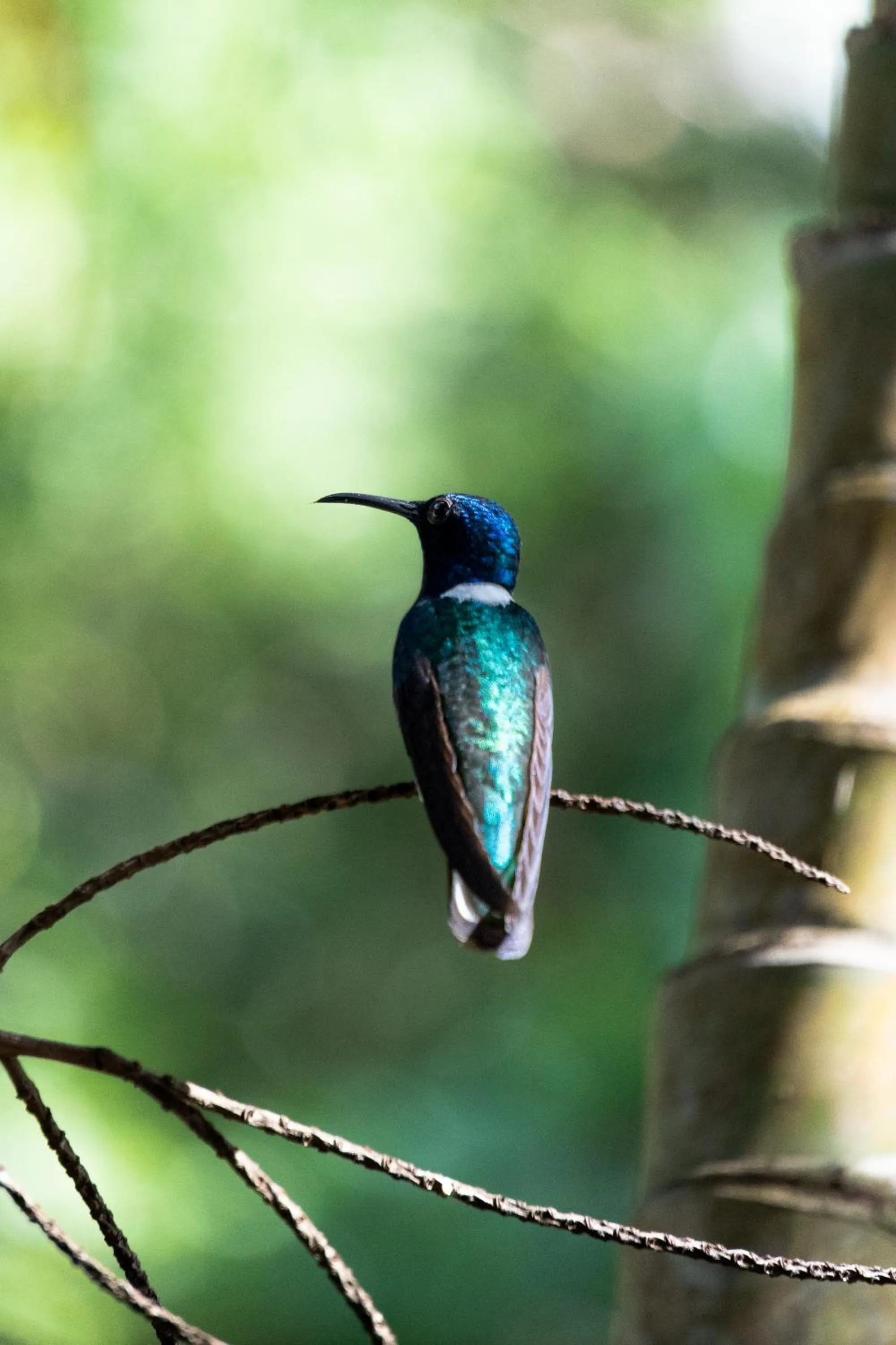 Natural landscape in Villa Maria Tayrona, Jungle and Sea Experience