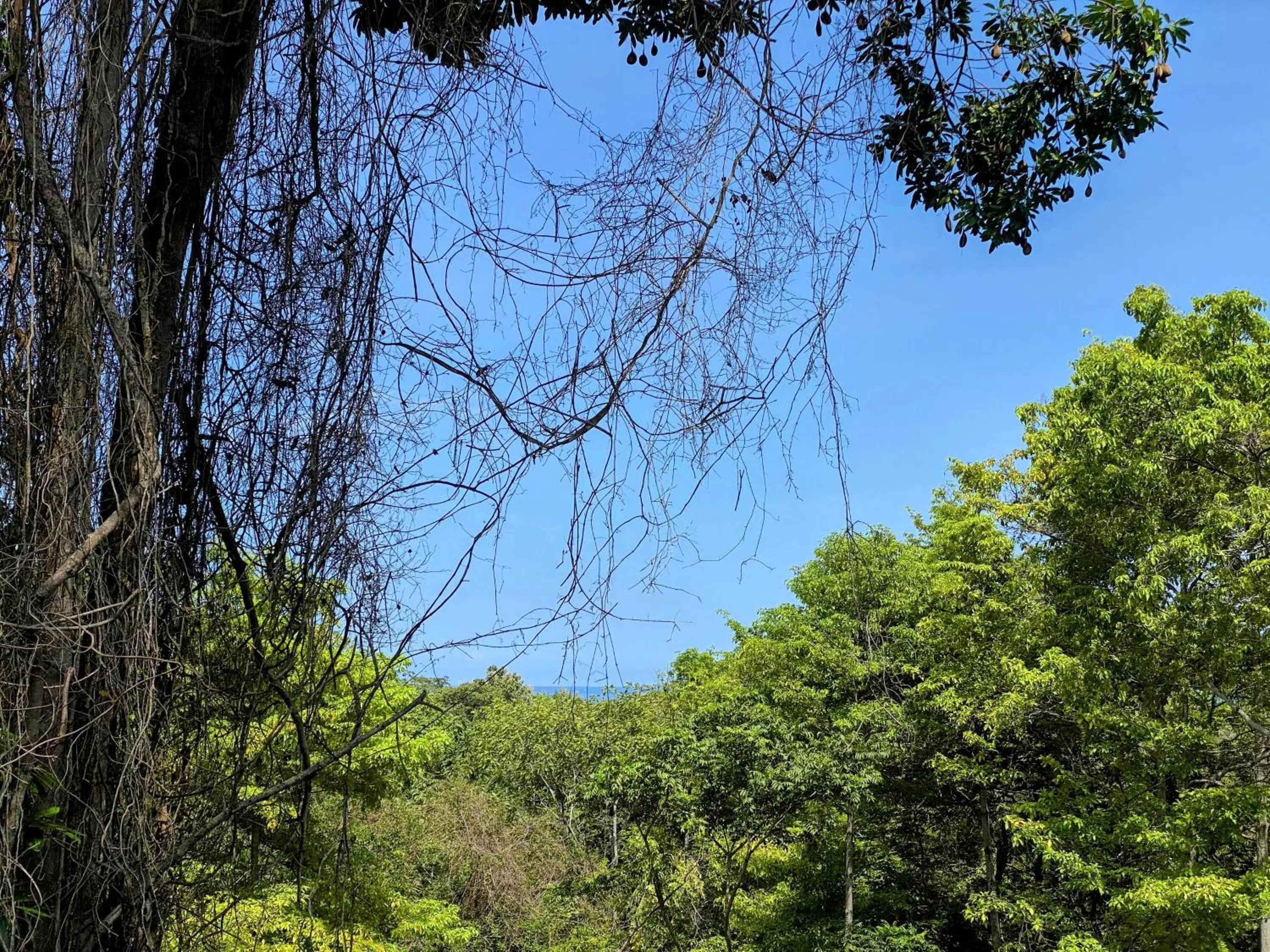 View (from property/room) in Villa Maria Tayrona, Jungle and Sea Experience