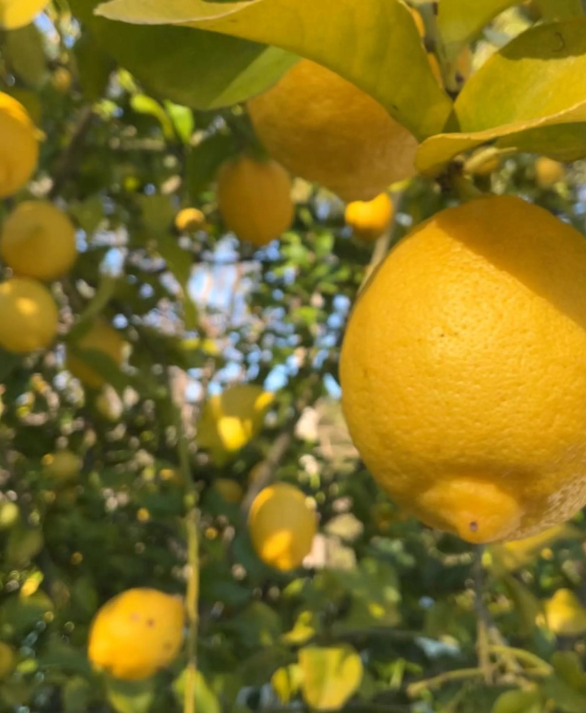 Sanctuary House Resort Motel