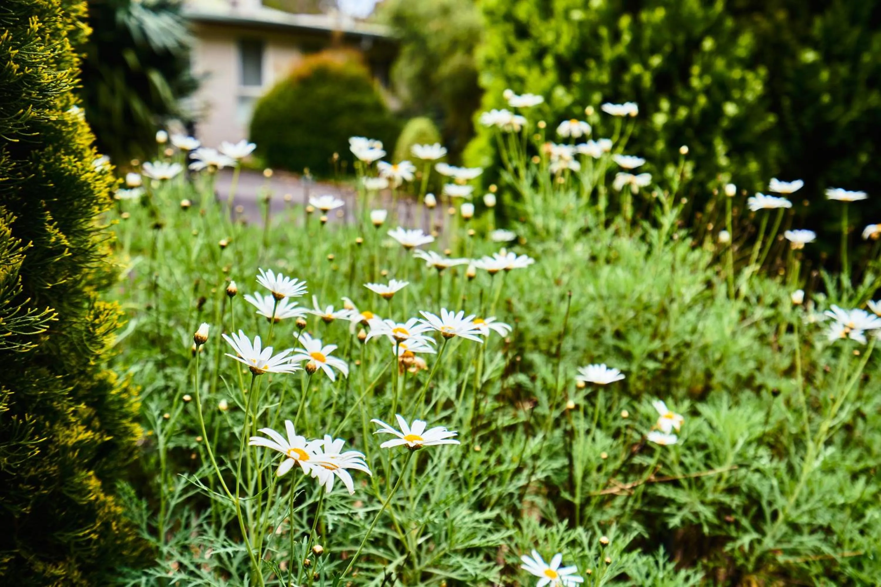 Sanctuary House Resort Motel