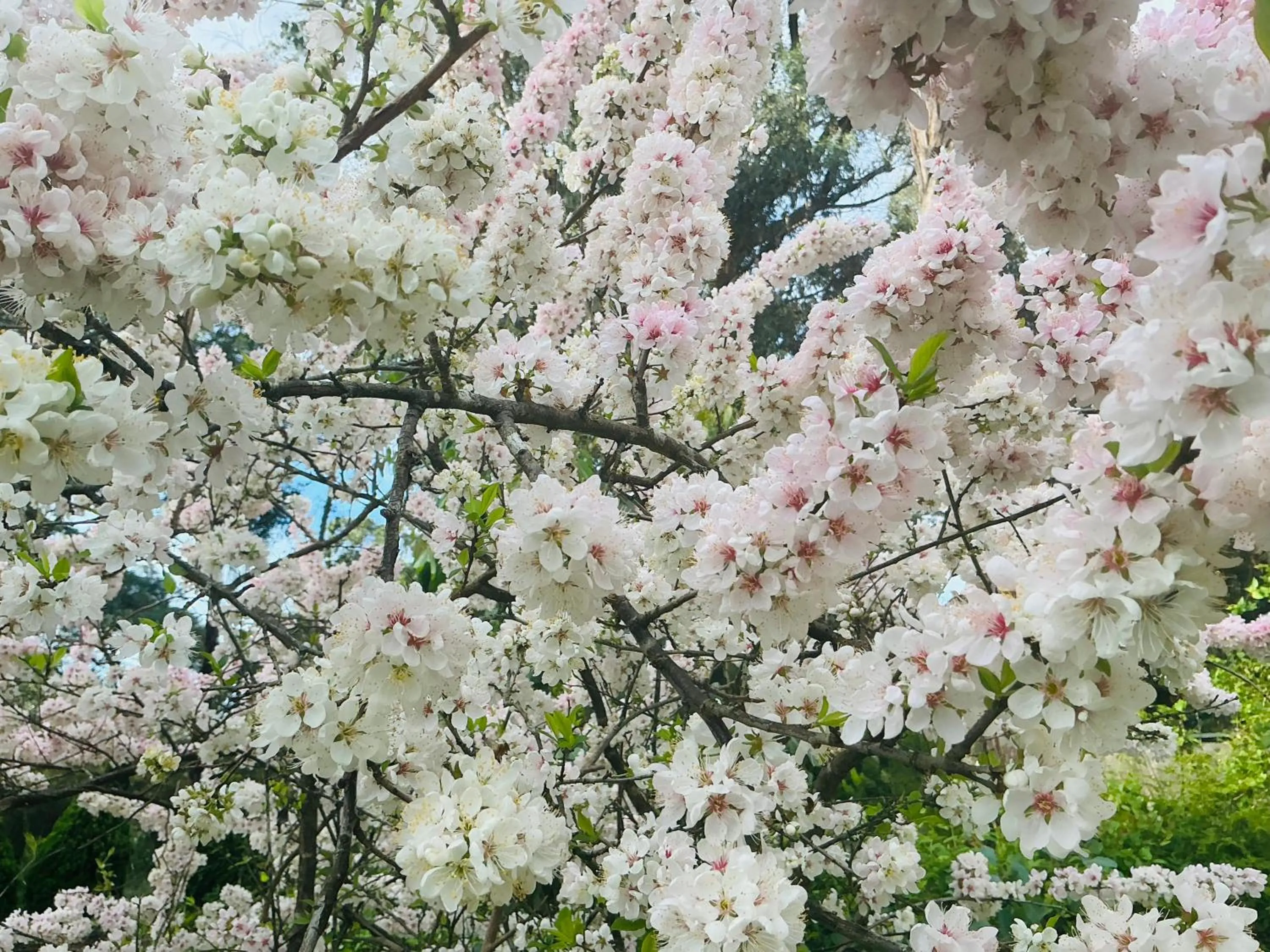 Sanctuary House Resort Motel