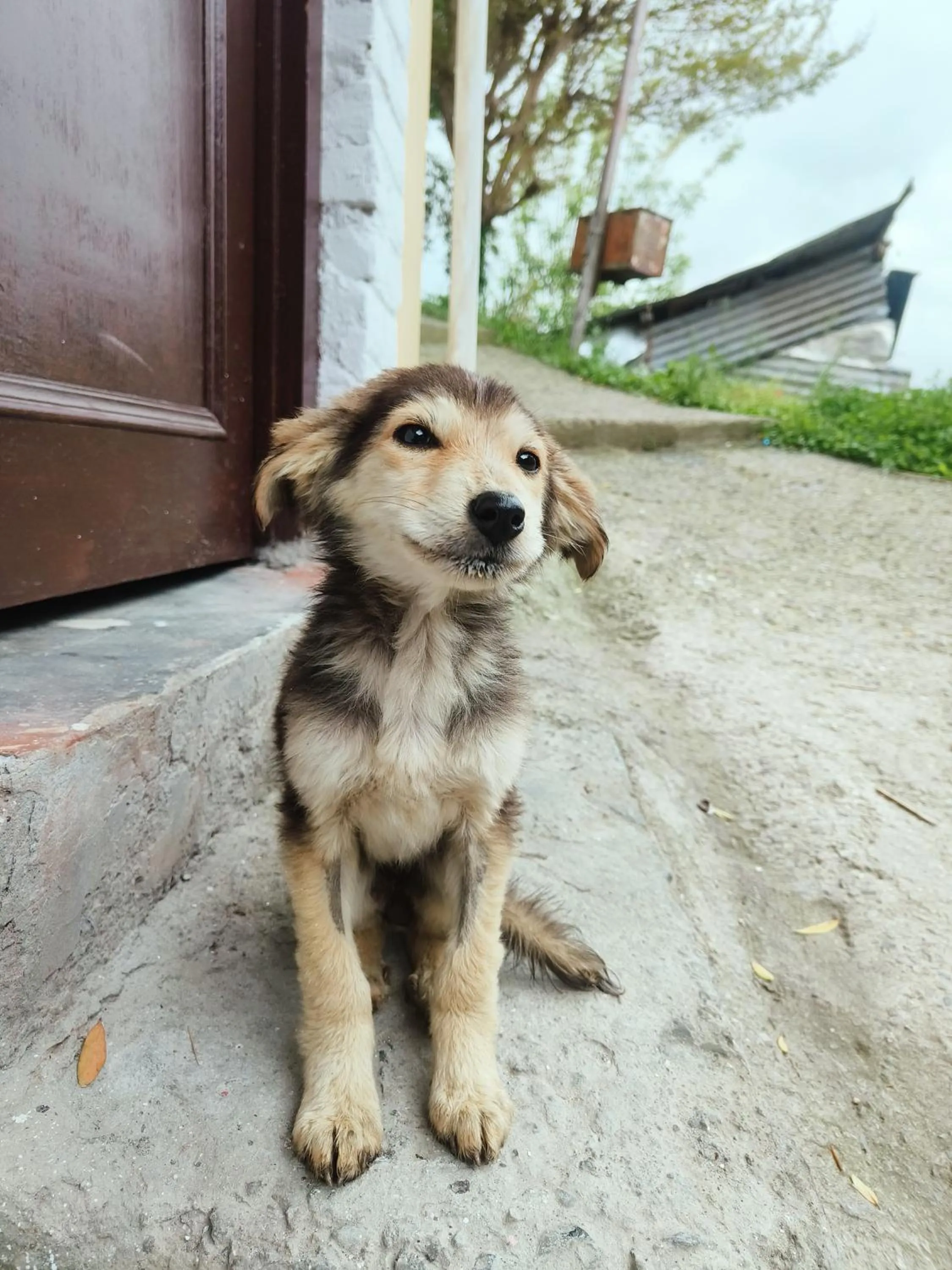 Pets in The Kailasha Homestay
