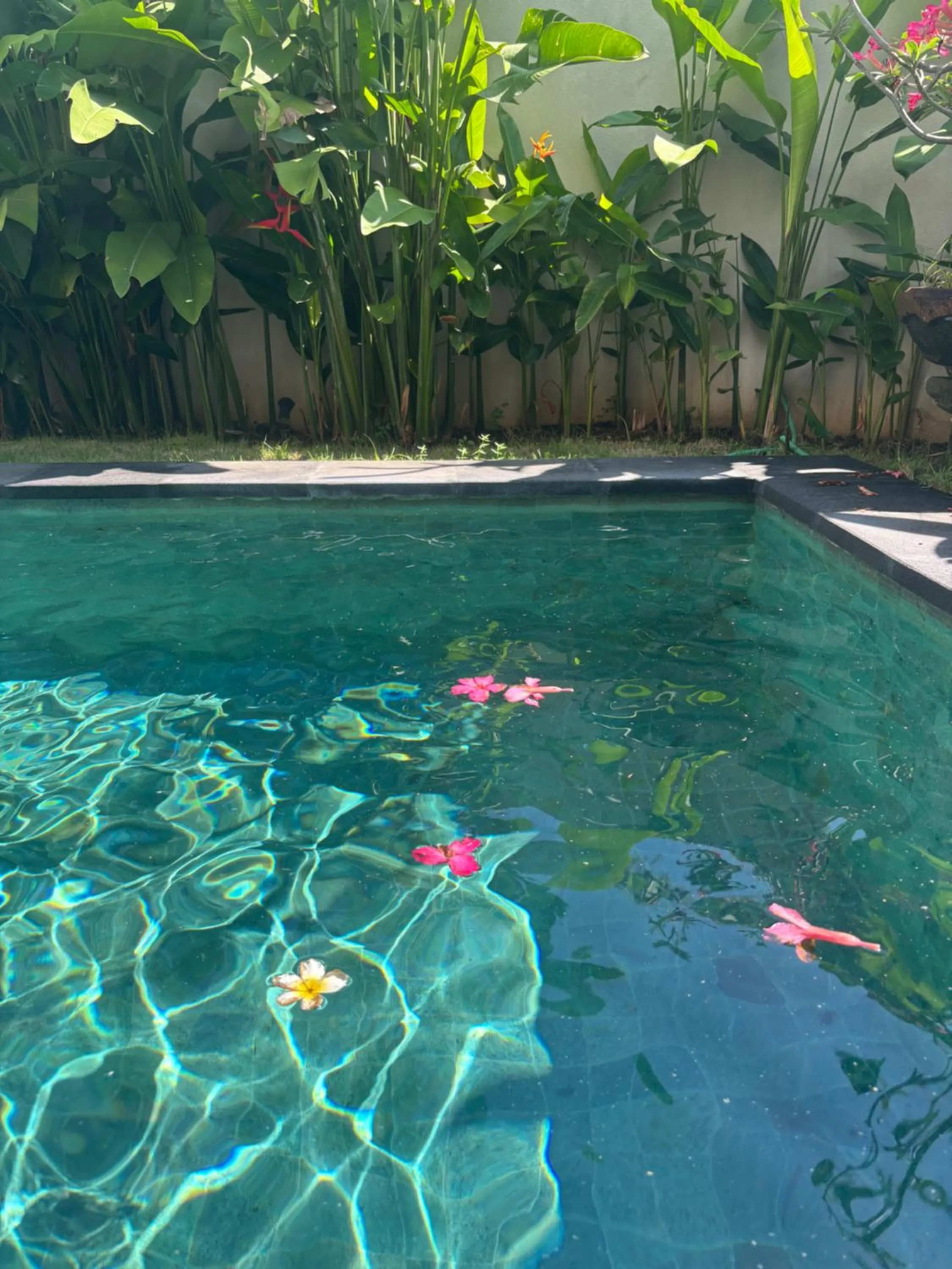 Swimming pool in D'tegal Guest House- Tropical Courtyard in Canggu