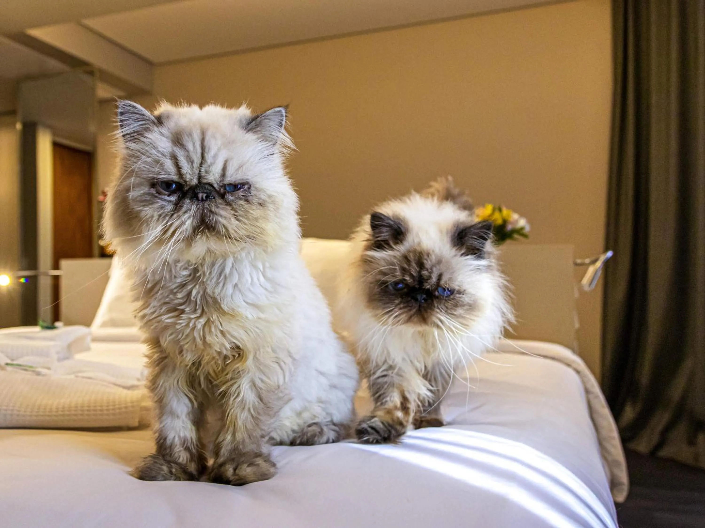 Bedroom in Mercure Florianópolis