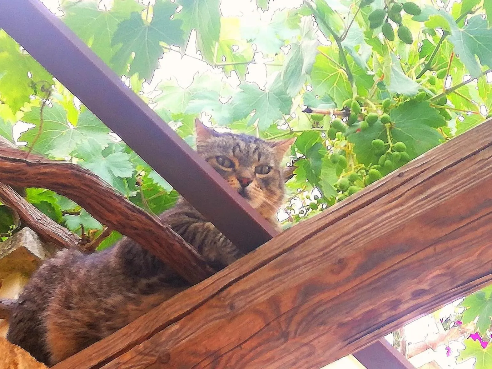 Alchimia tra suoni e colori