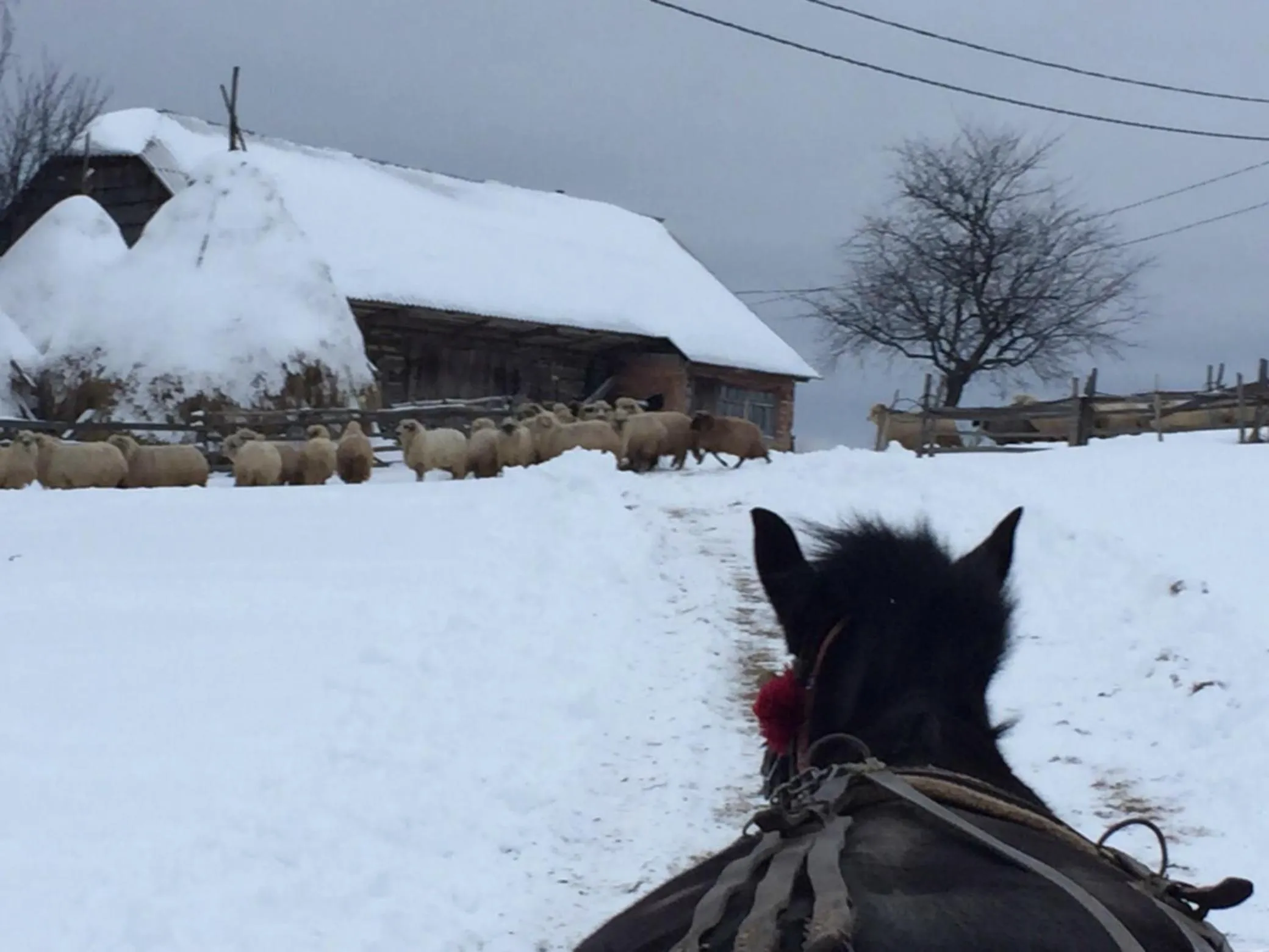 Horse-riding in Pensiunea Poiana Viselor