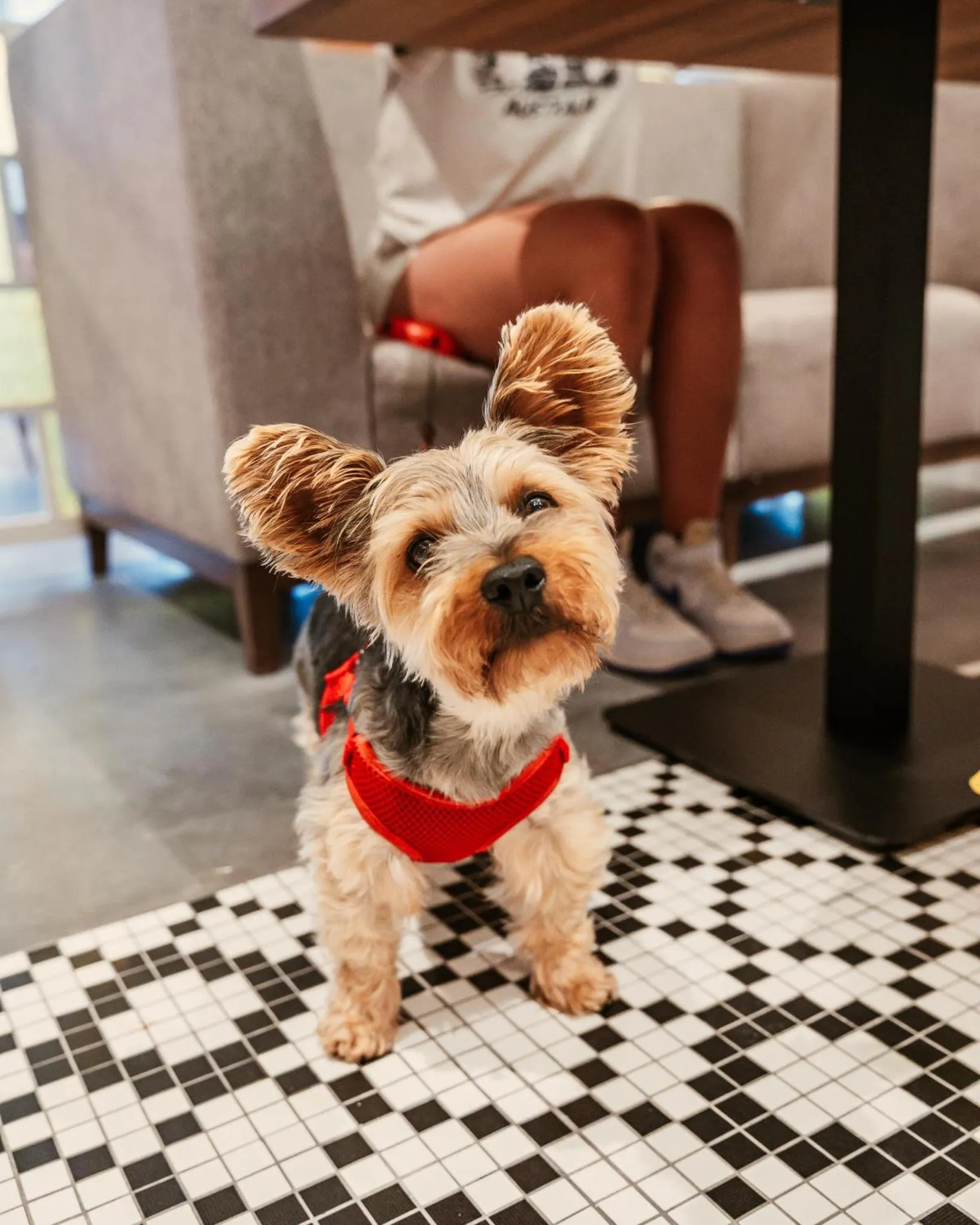 Pets in Arche Nałęczów & SPA dawne Sanatorium Milicyjne