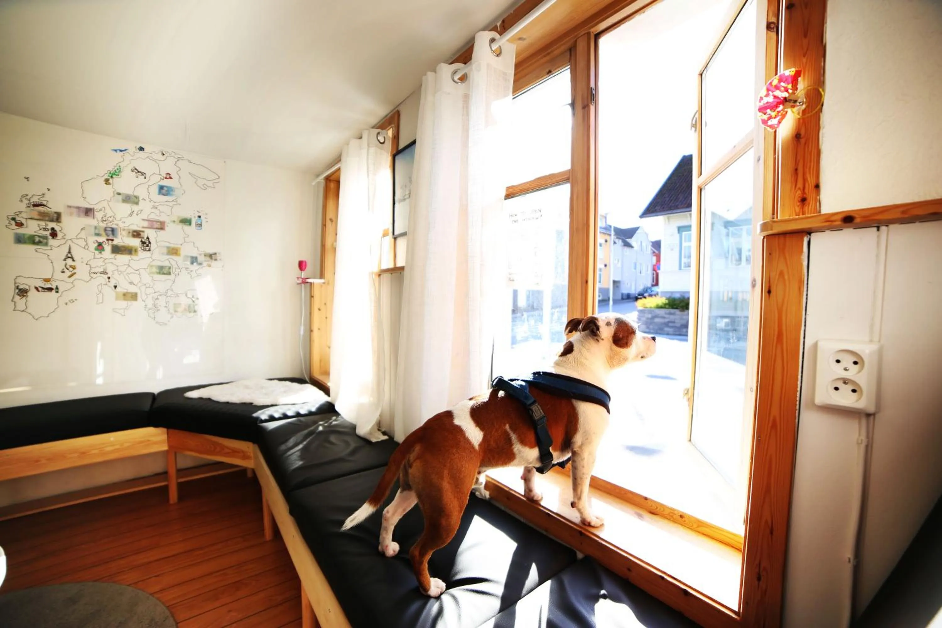 Pets in Tromso Activities Hostel